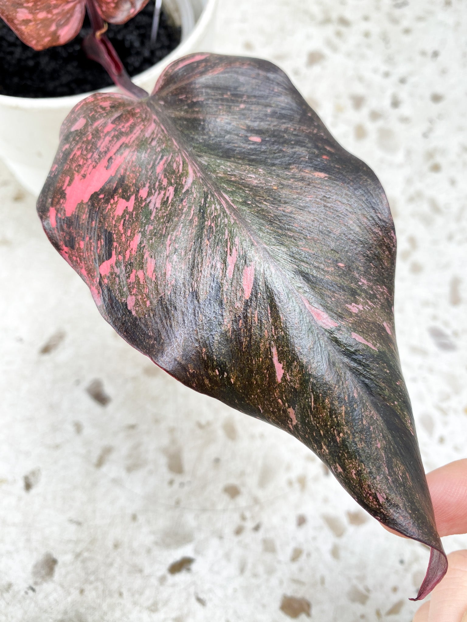 Philodendron Pink Princess Marble Galaxy 3 leaf top cutting (rooting)