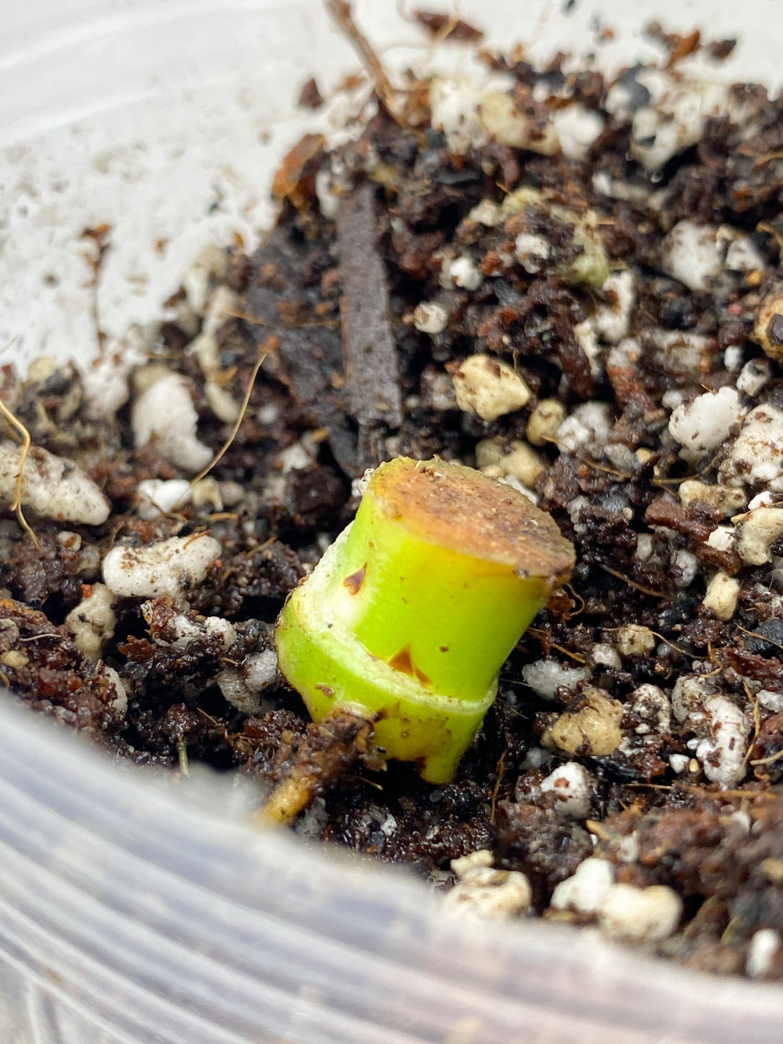 Philodendron Whipple Way Node