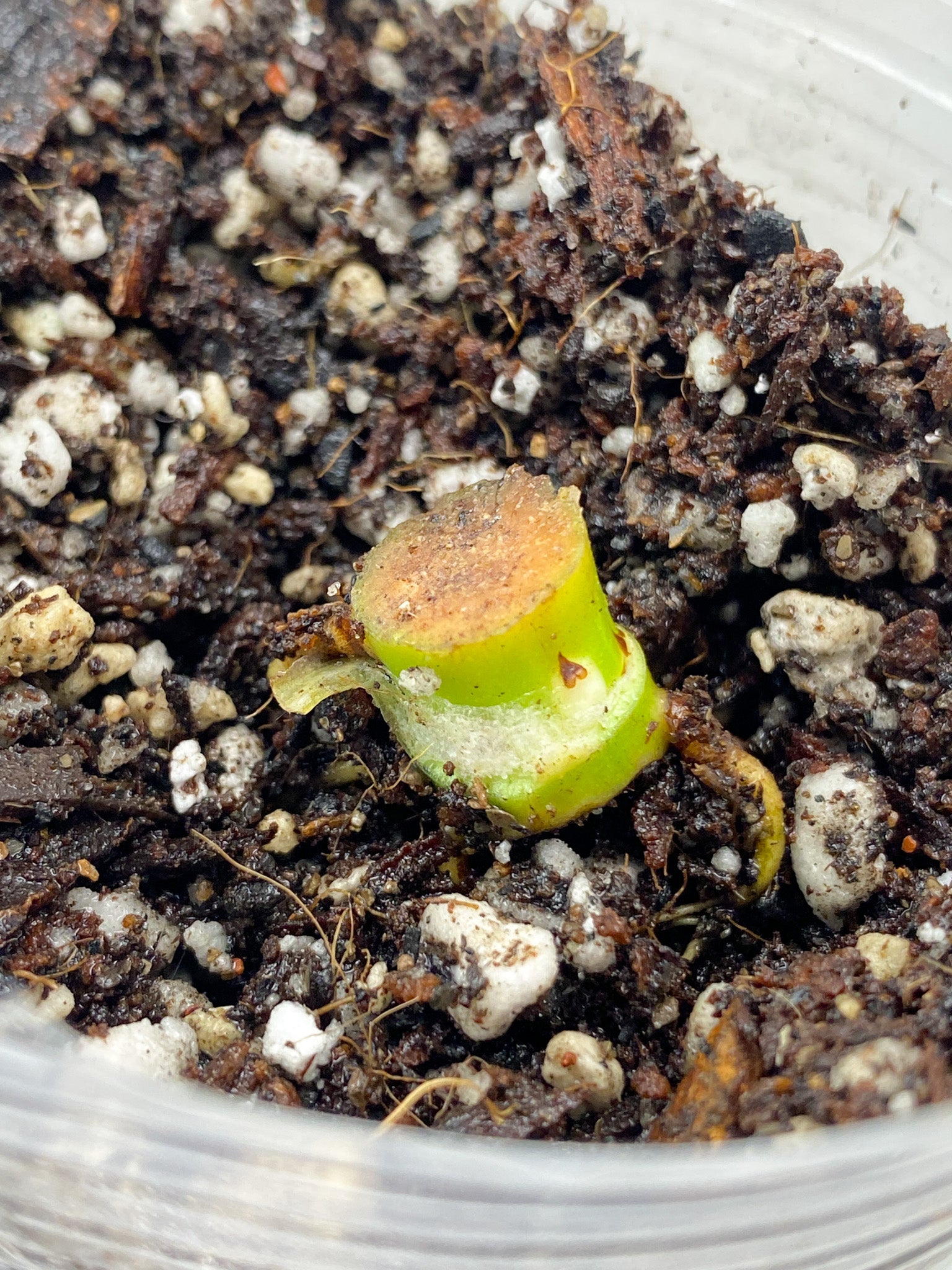 Philodendron Whipple Way Node