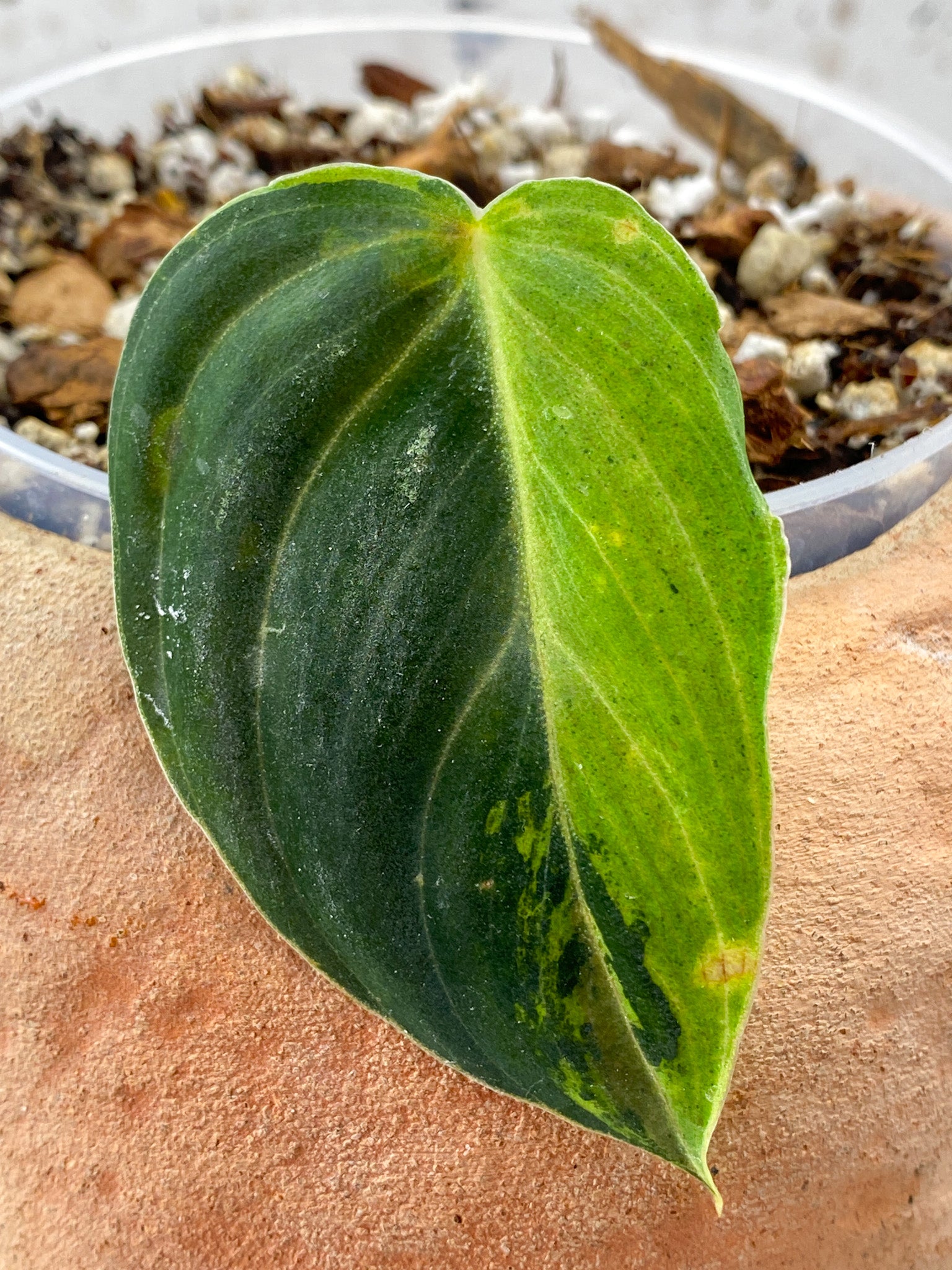 Philodendron Melanochrysum 1 Leaf