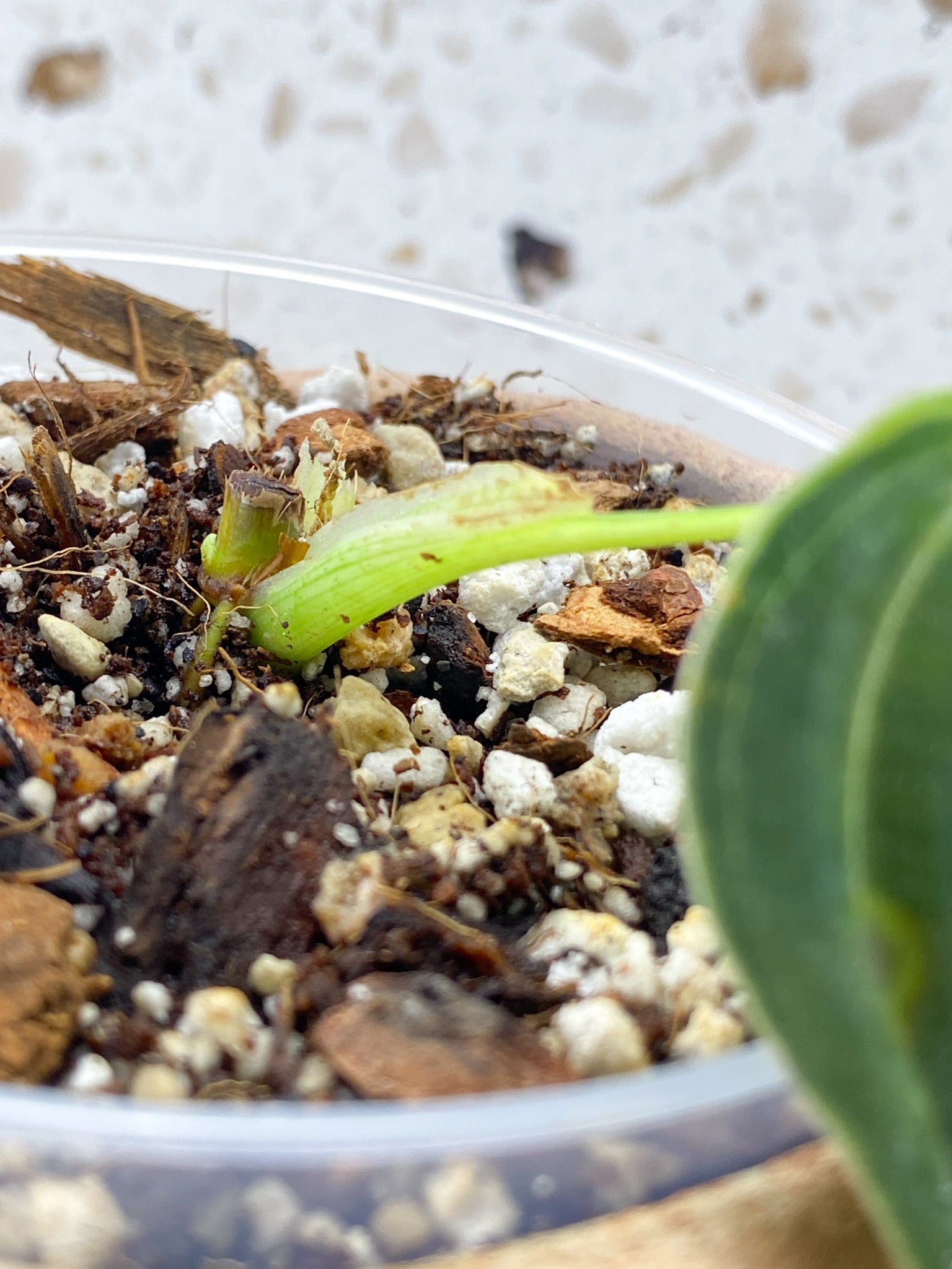 Philodendron Melanochrysum 1 Leaf