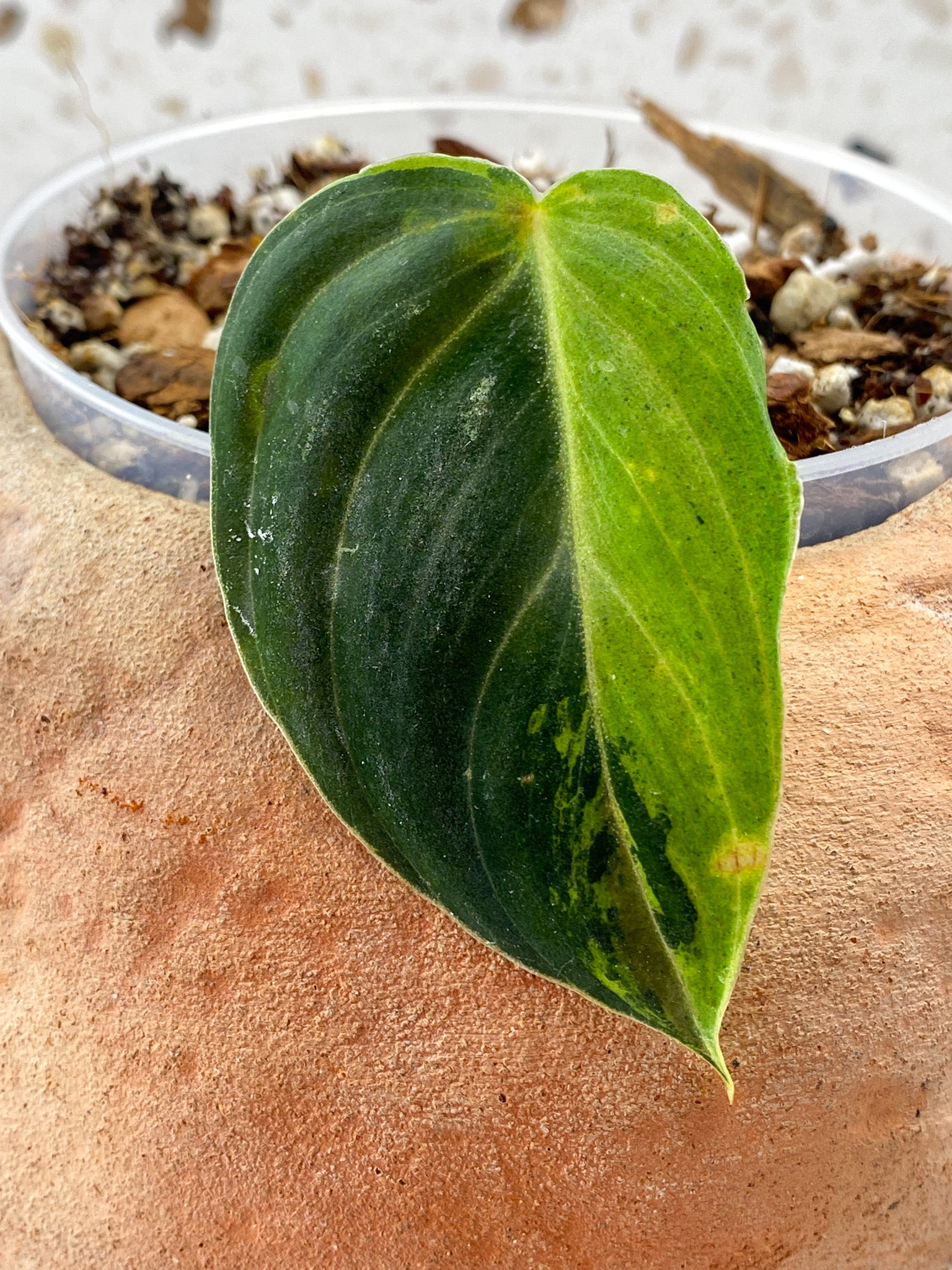 Philodendron Melanochrysum 1 Leaf