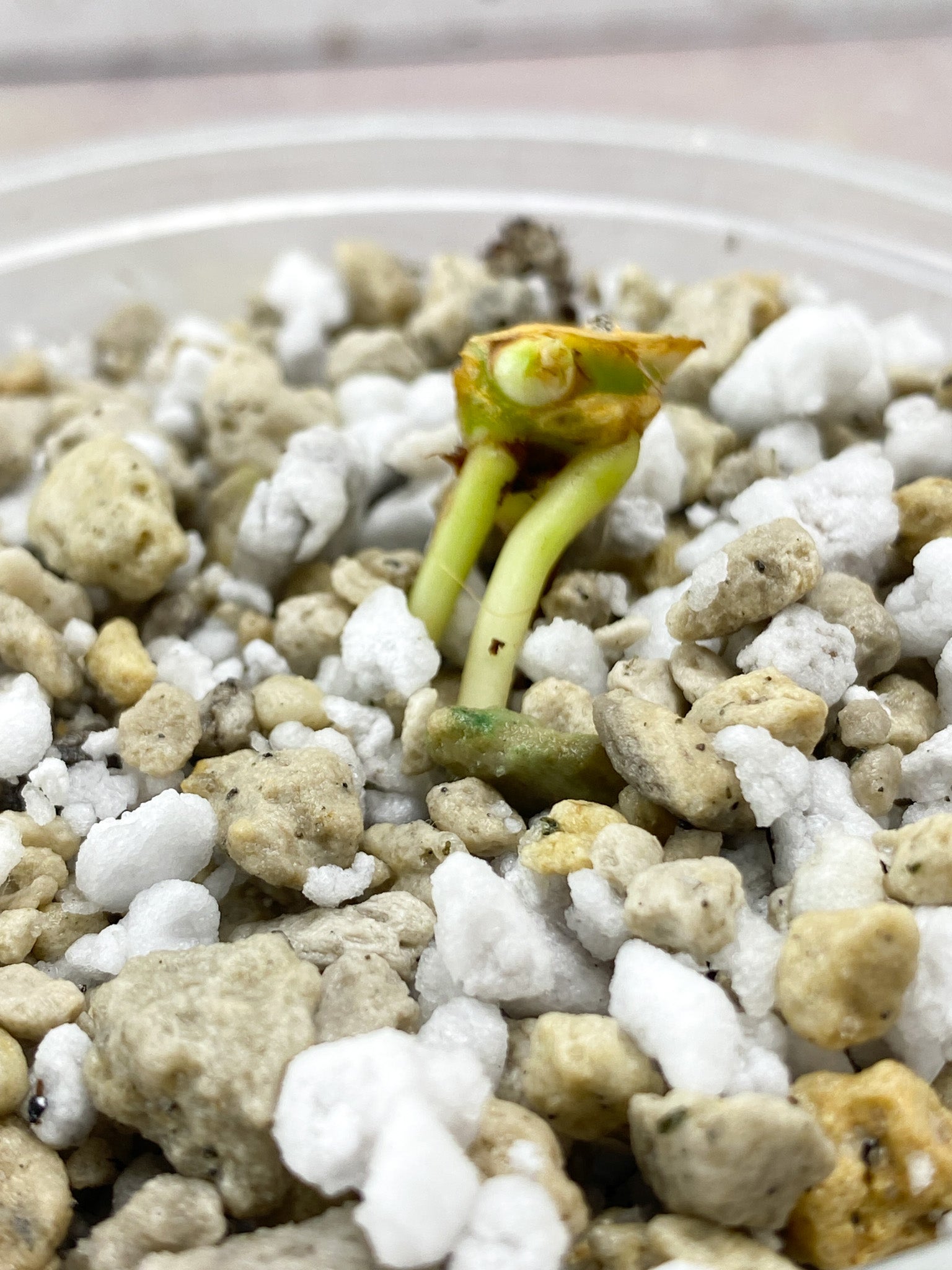 Homalomena Pink Diamond Node