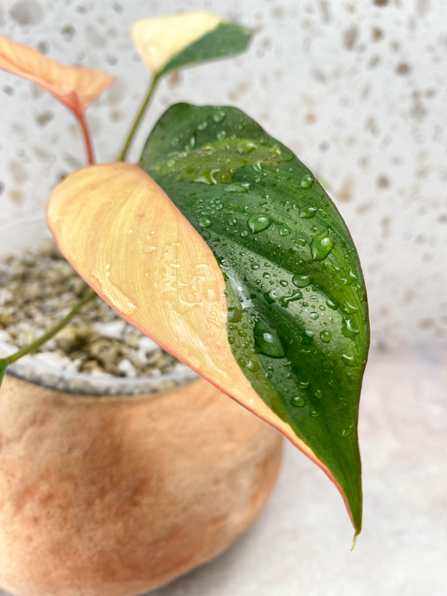 Homalomena Pink Diamond 5 Leaf Top Cutting
