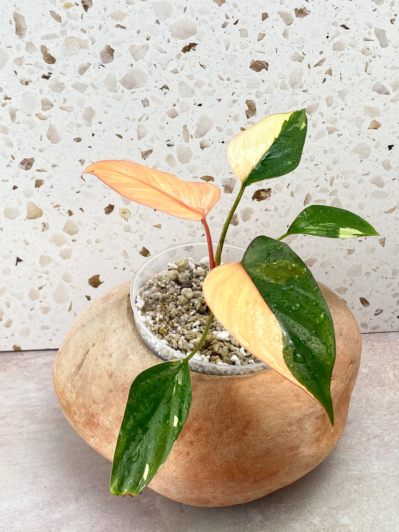 Homalomena Pink Diamond 5 Leaf Top Cutting