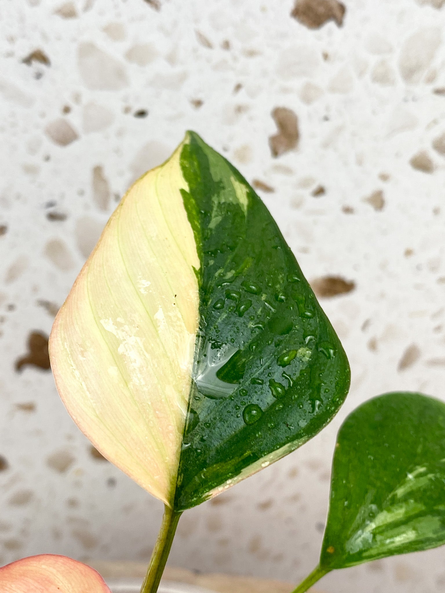 Homalomena Pink Diamond 5 Leaf Top Cutting