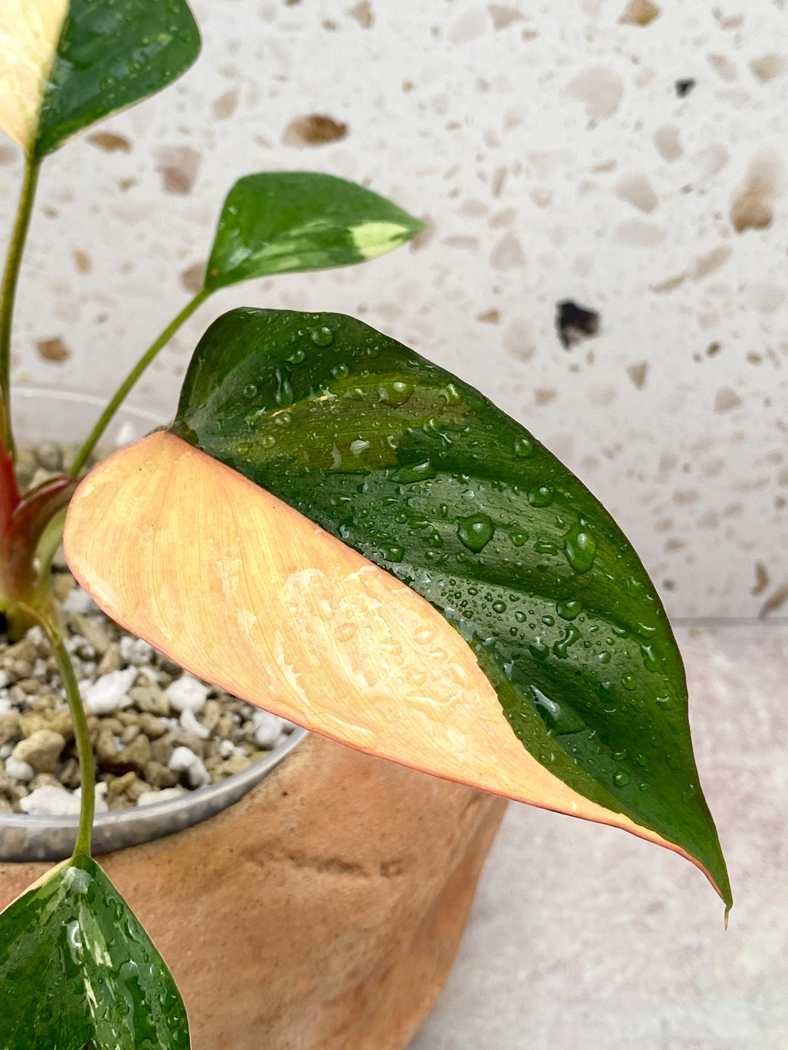 Homalomena Pink Diamond 5 Leaf Top Cutting