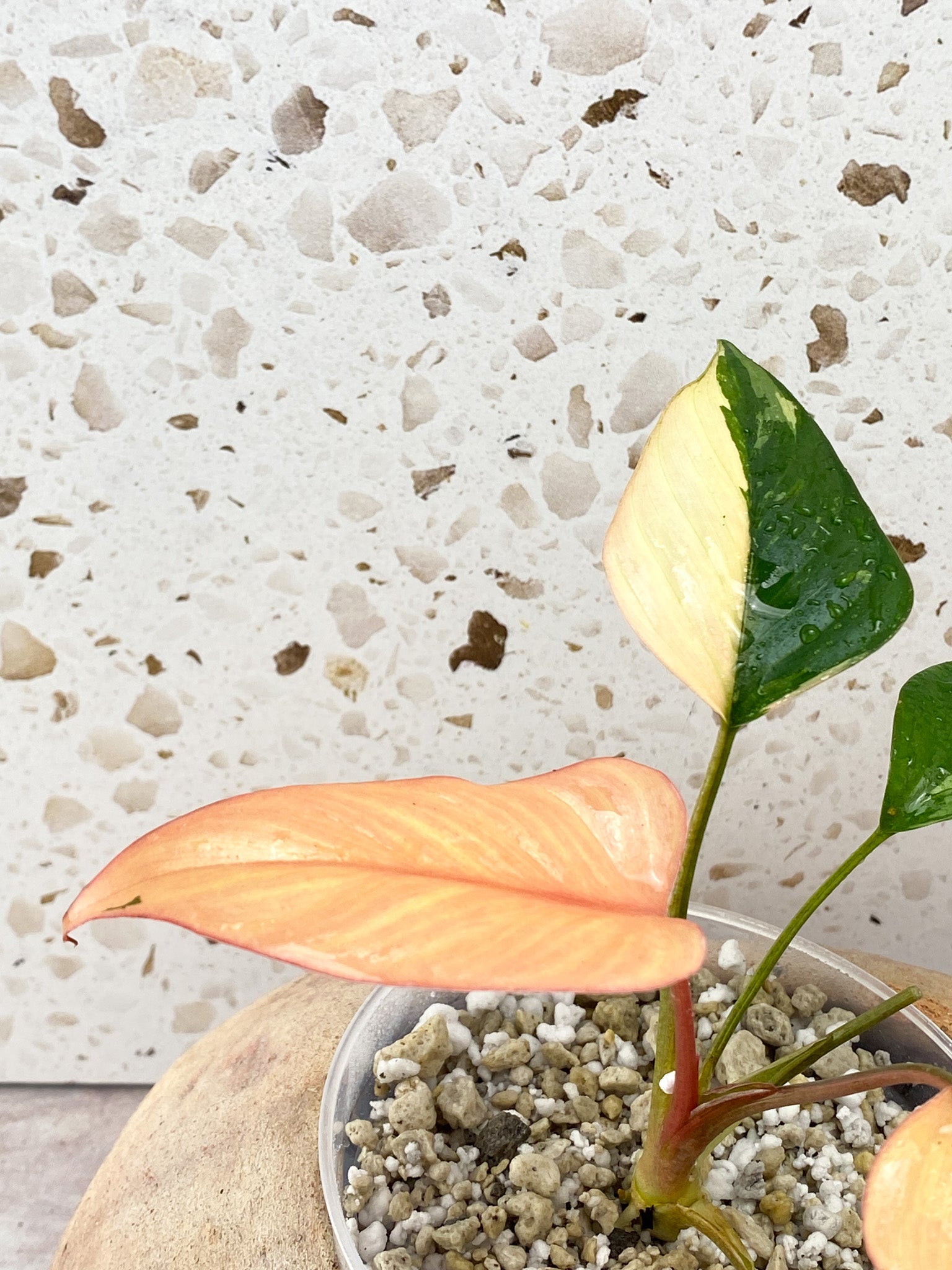 Homalomena Pink Diamond 5 Leaf Top Cutting