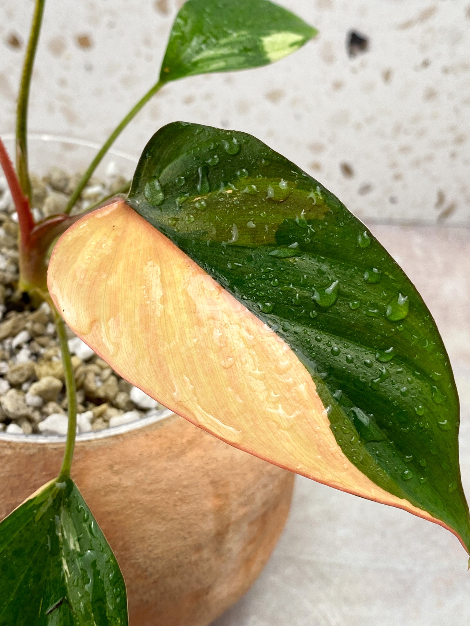Homalomena Pink Diamond 5 Leaf Top Cutting