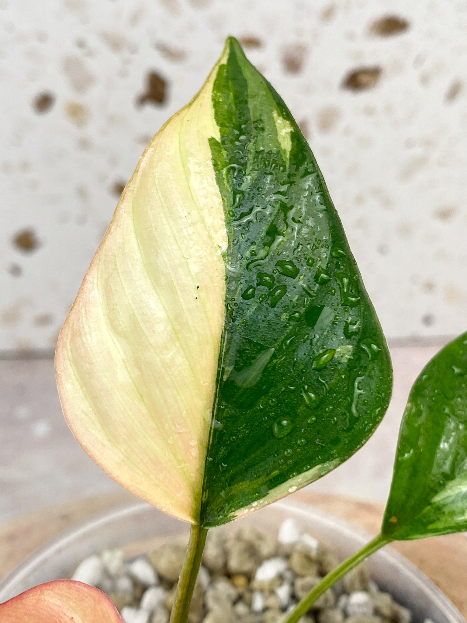 Homalomena Pink Diamond 5 Leaf Top Cutting