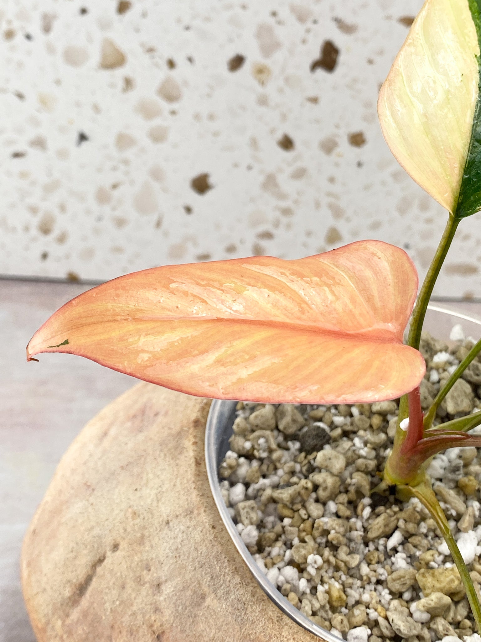 Homalomena Pink Diamond 5 Leaf Top Cutting