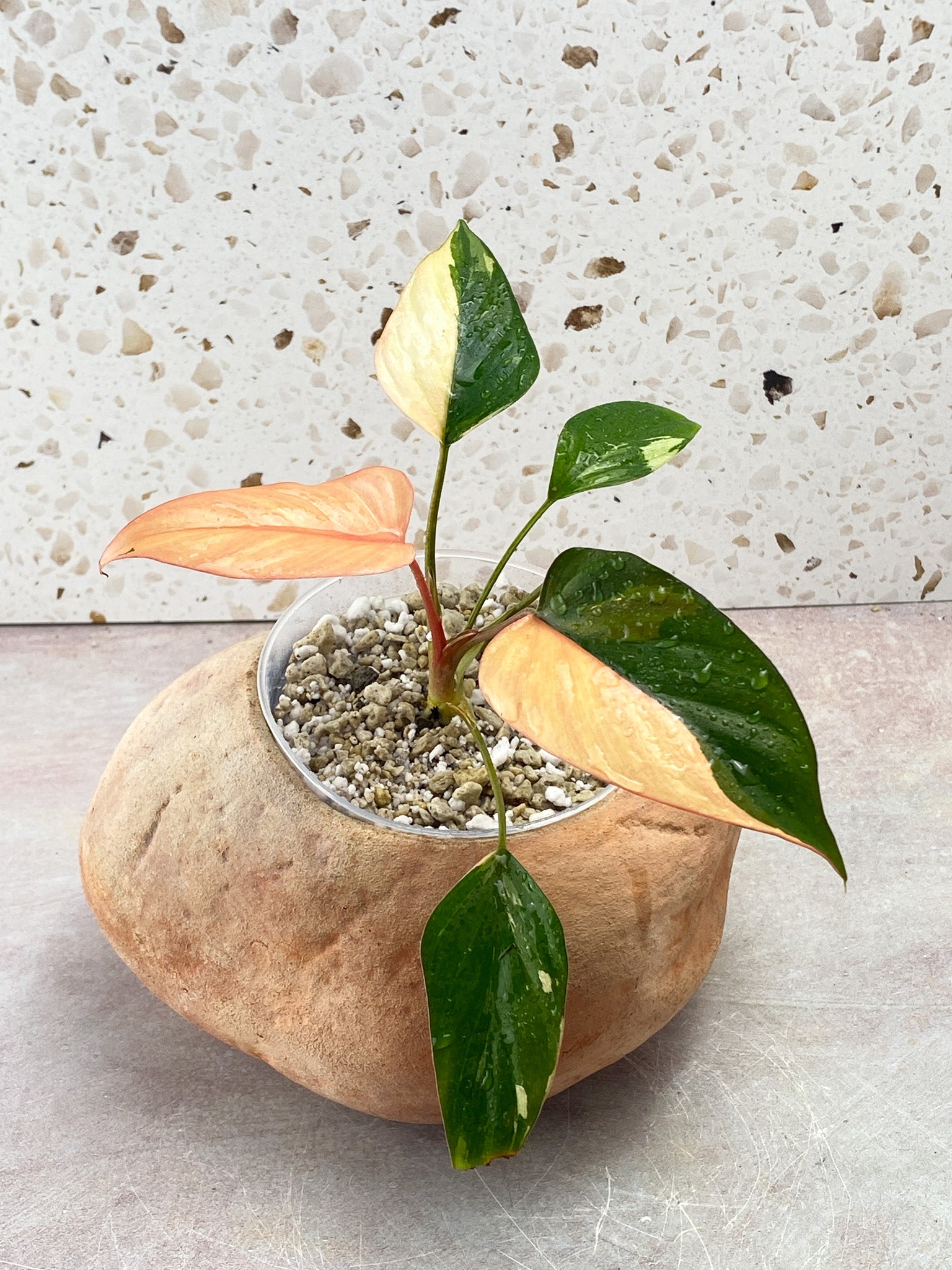 Homalomena Pink Diamond 5 Leaf Top Cutting
