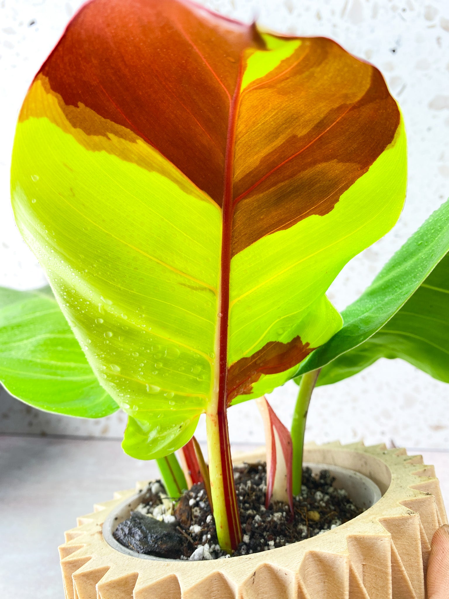 Philodendron Red Moon Variegated 3 Leaf 1 Sprout