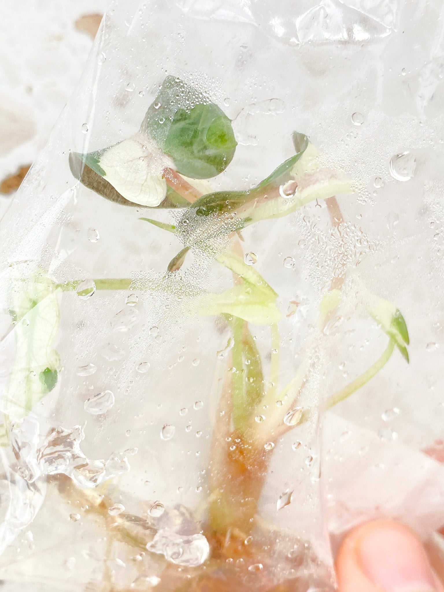 Alocasia Bambino Albo Pink Variegated tissue culture (rooting)
