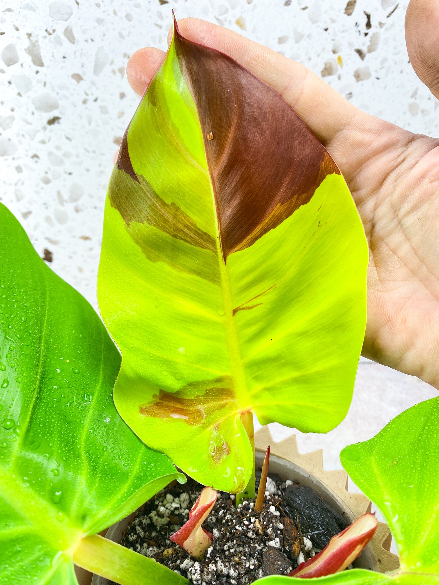 Philodendron Red Moon Variegated 3 Leaf 1 Sprout