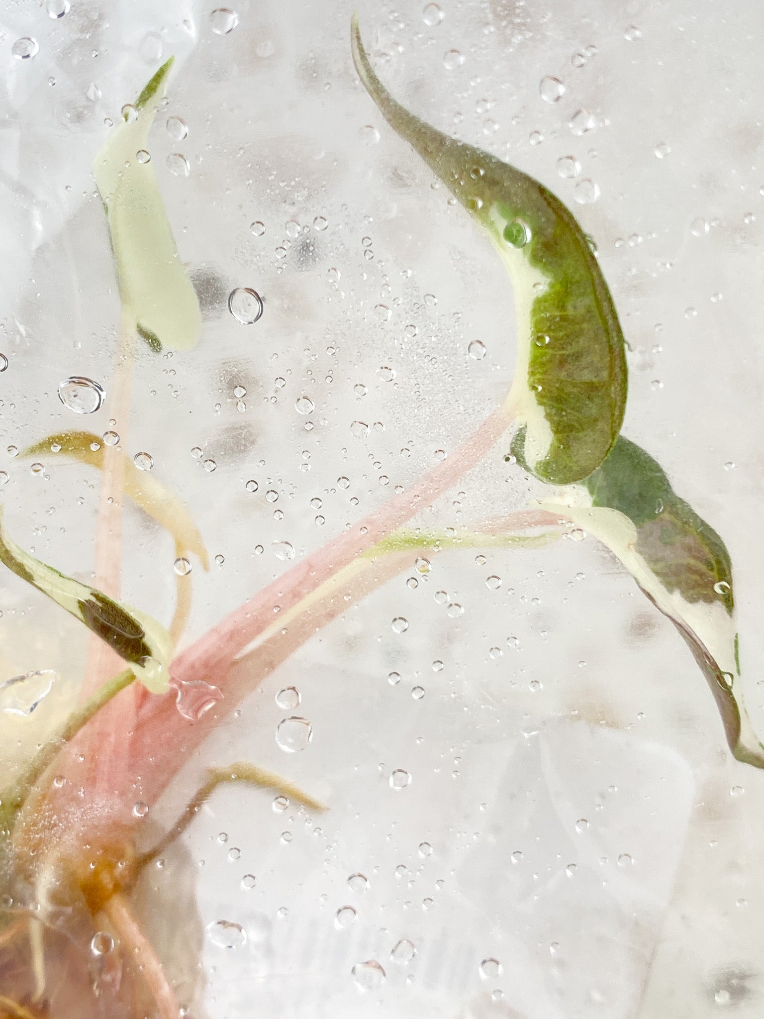 Alocasia Bambino Albo Pink Variegated tissue culture (rooting)