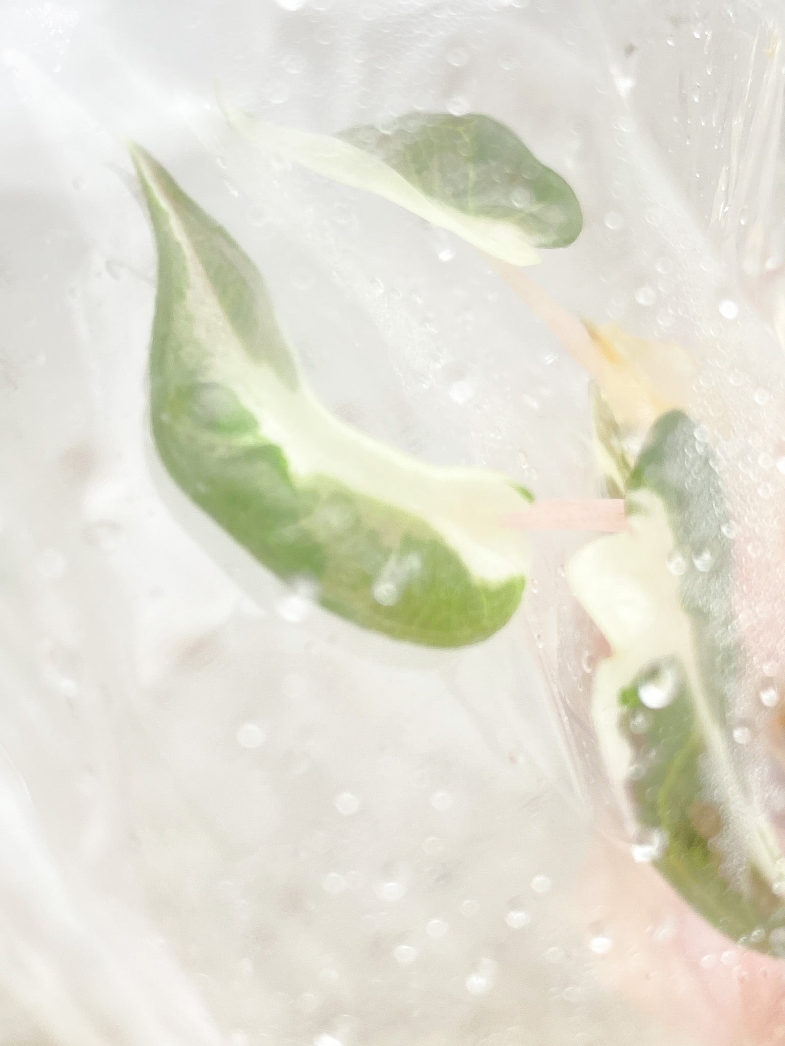 Alocasia Bambino Albo Pink Variegated tissue culture (rooting)