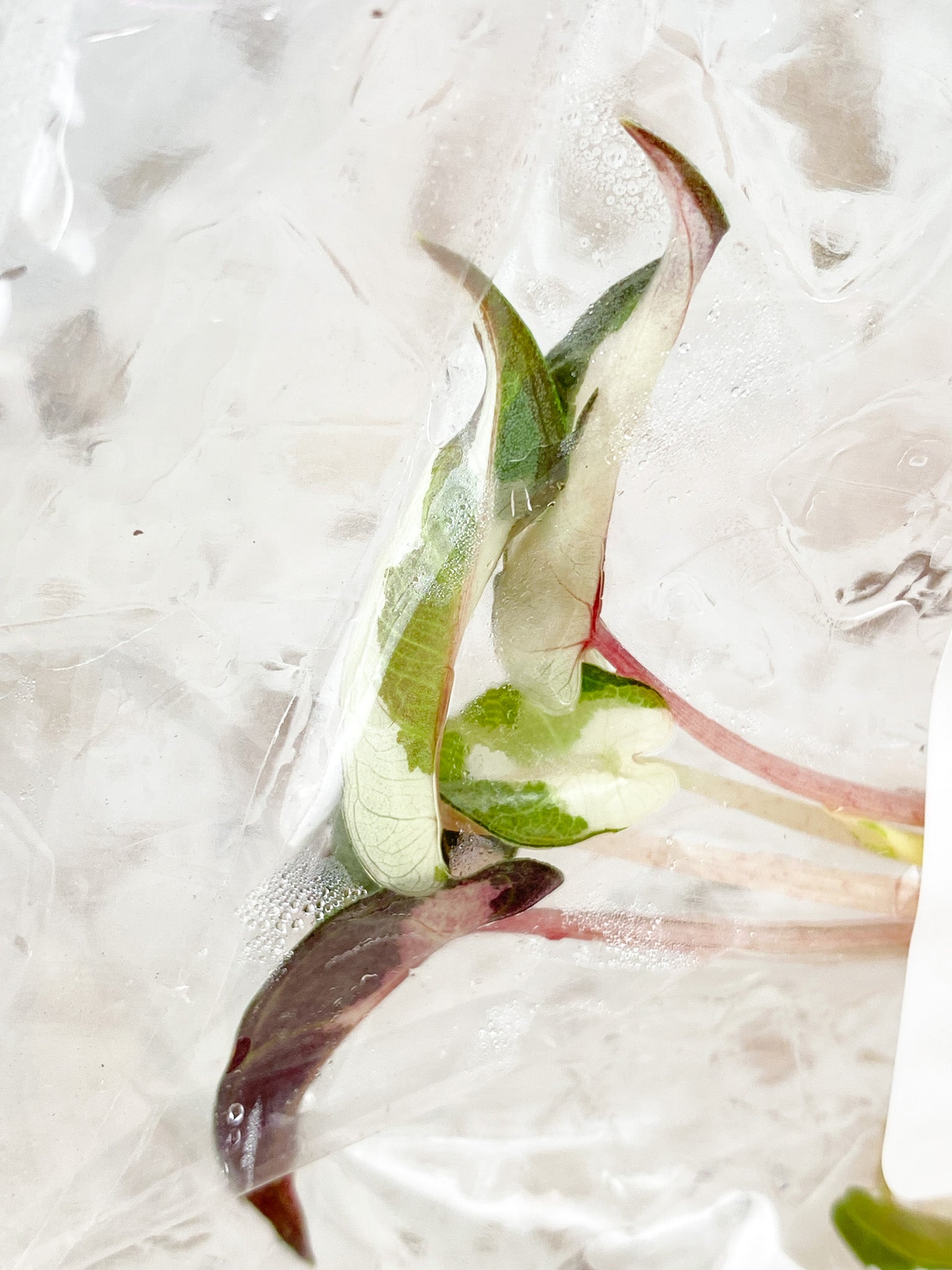Alocasia Bambino Albo Pink Variegated tissue culture (rooting)