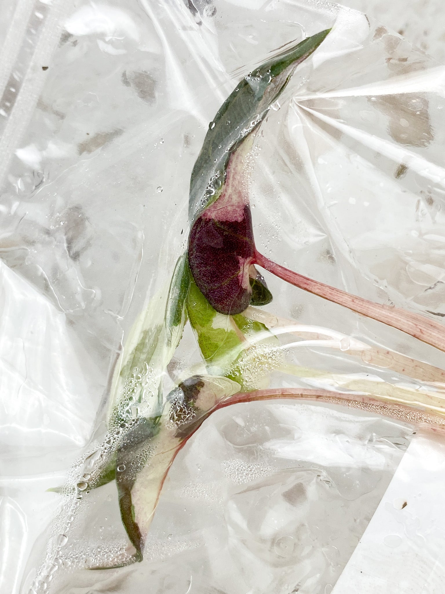 Alocasia Bambino Albo Pink Variegated tissue culture (rooting)