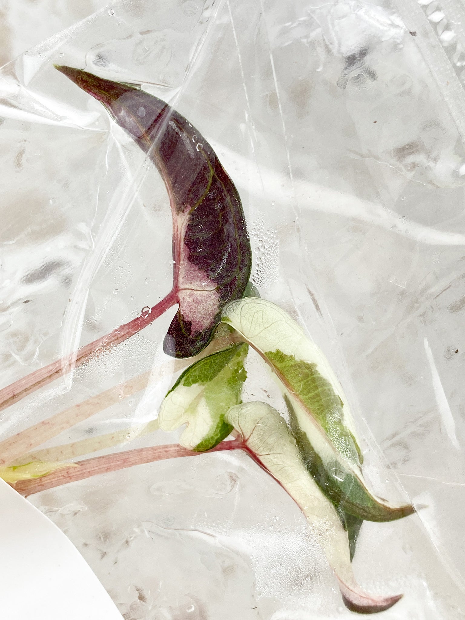 Alocasia Bambino Albo Pink Variegated tissue culture (rooting)