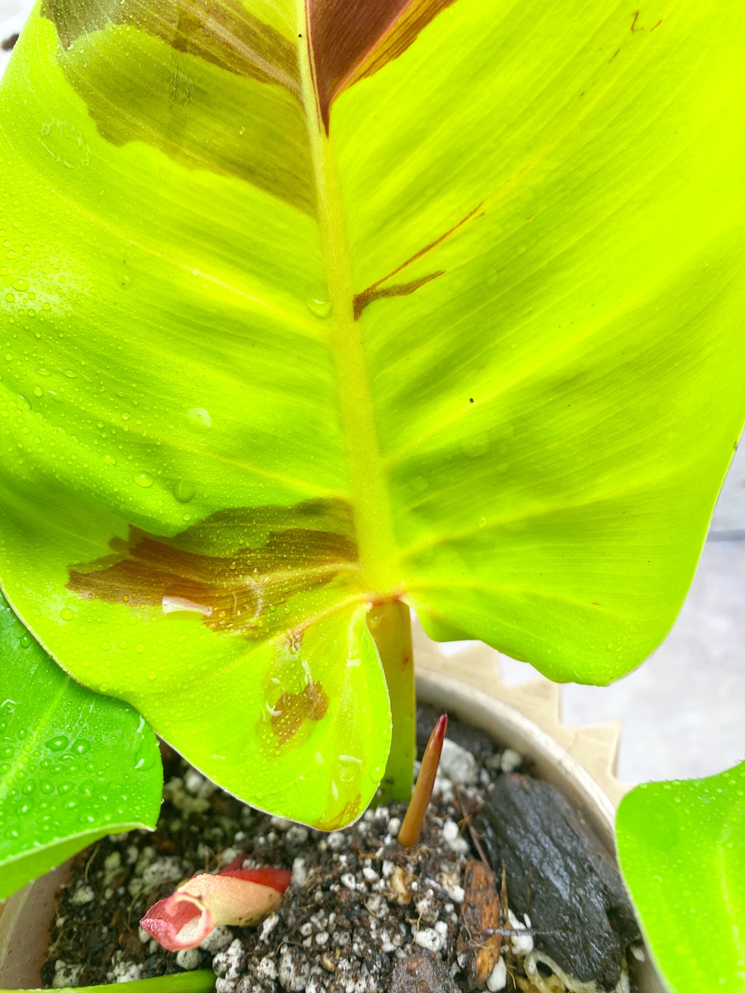 Philodendron Red Moon Variegated 3 Leaf 1 Sprout