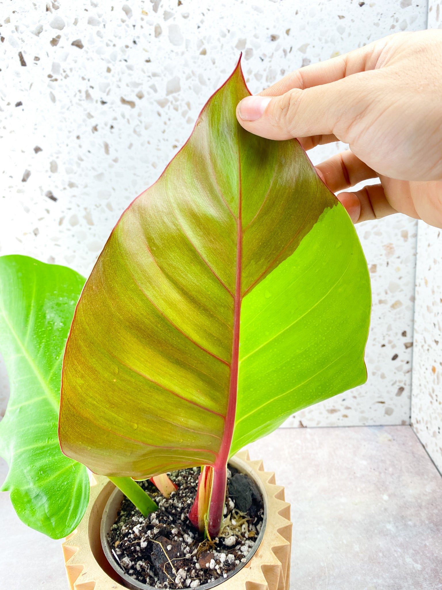 Philodendron Red Moon Variegated 3 Leaf 1 Sprout