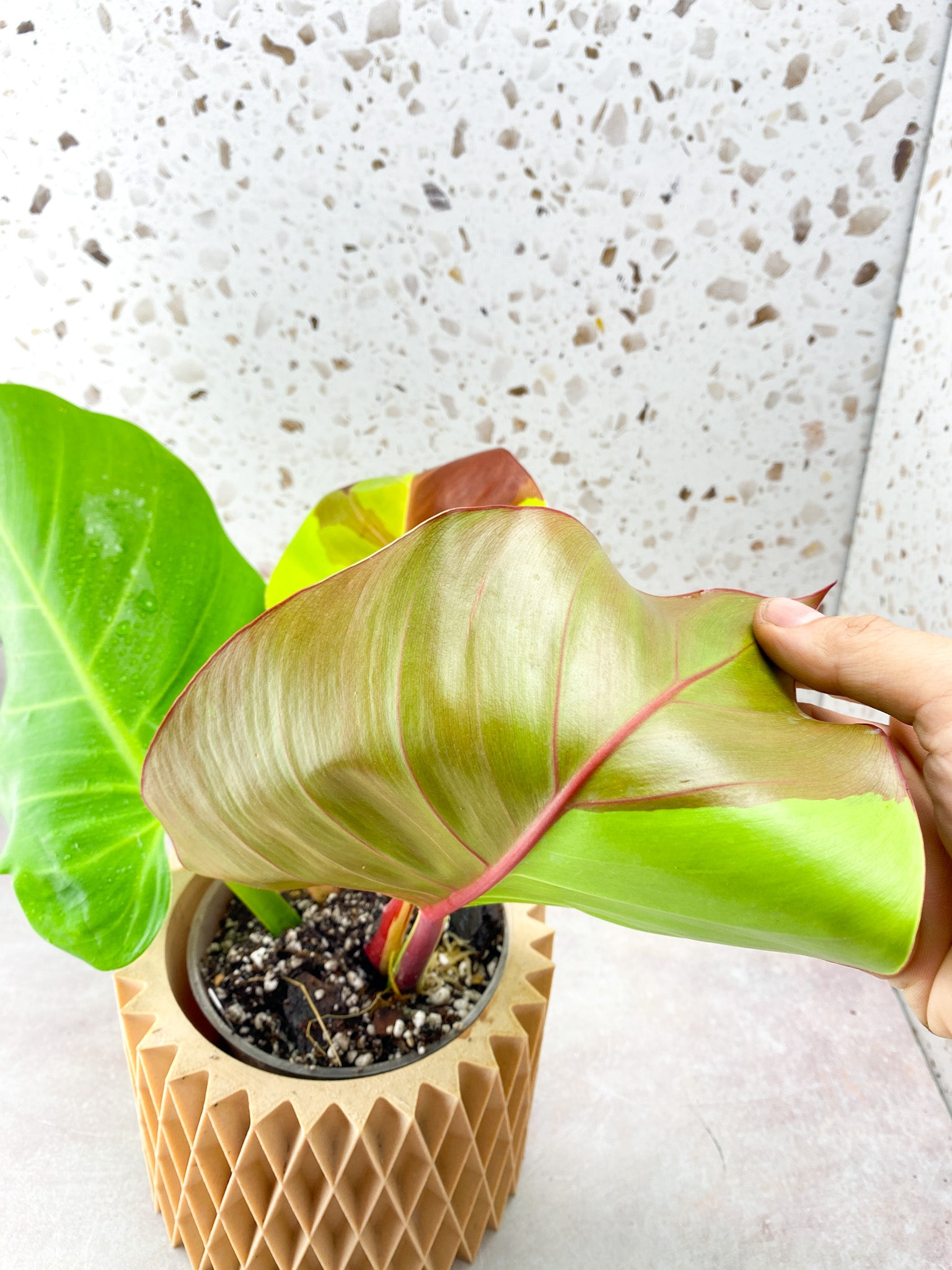 Philodendron Red Moon Variegated 3 Leaf 1 Sprout
