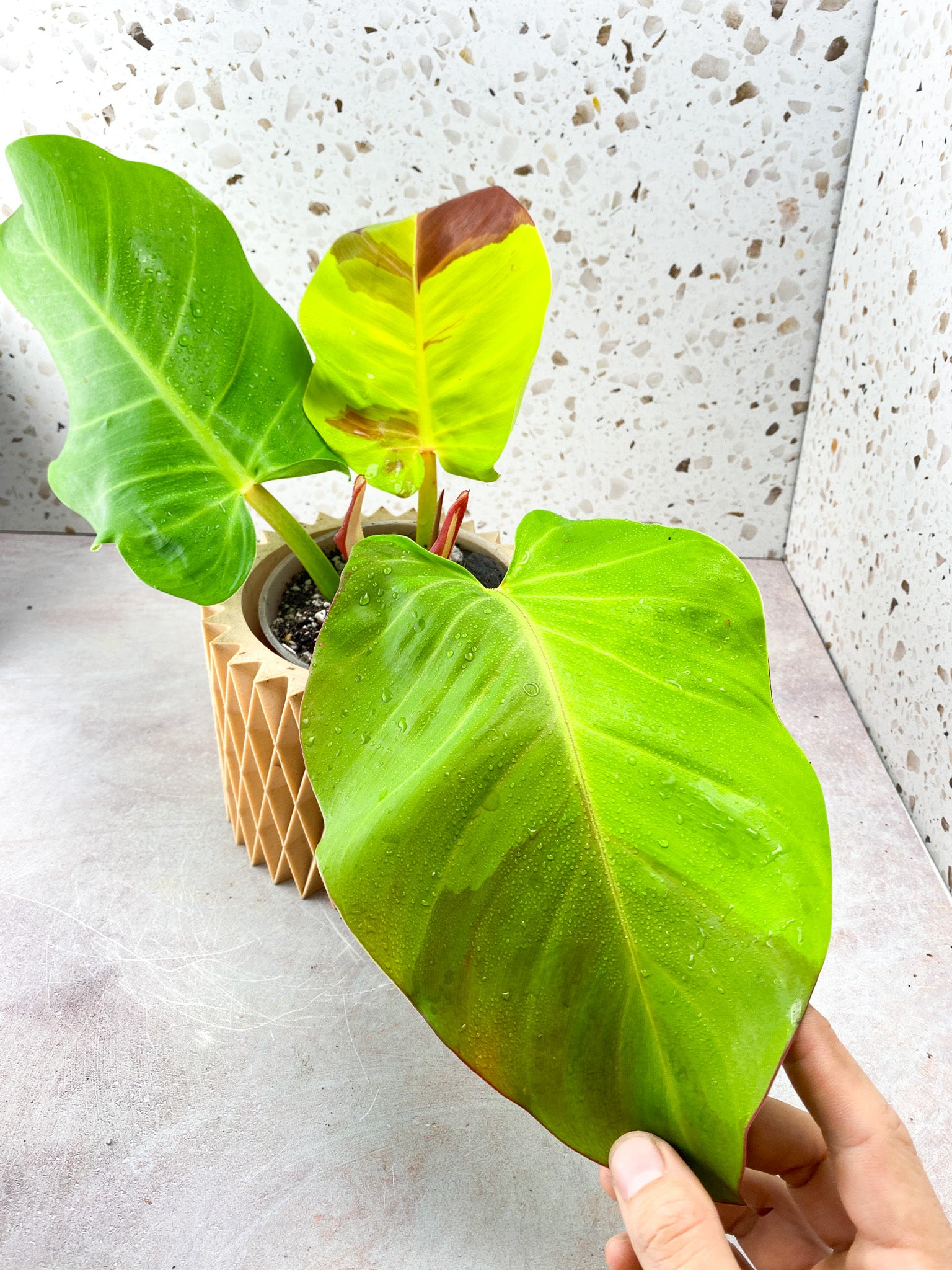Philodendron Red Moon Variegated 3 Leaf 1 Sprout