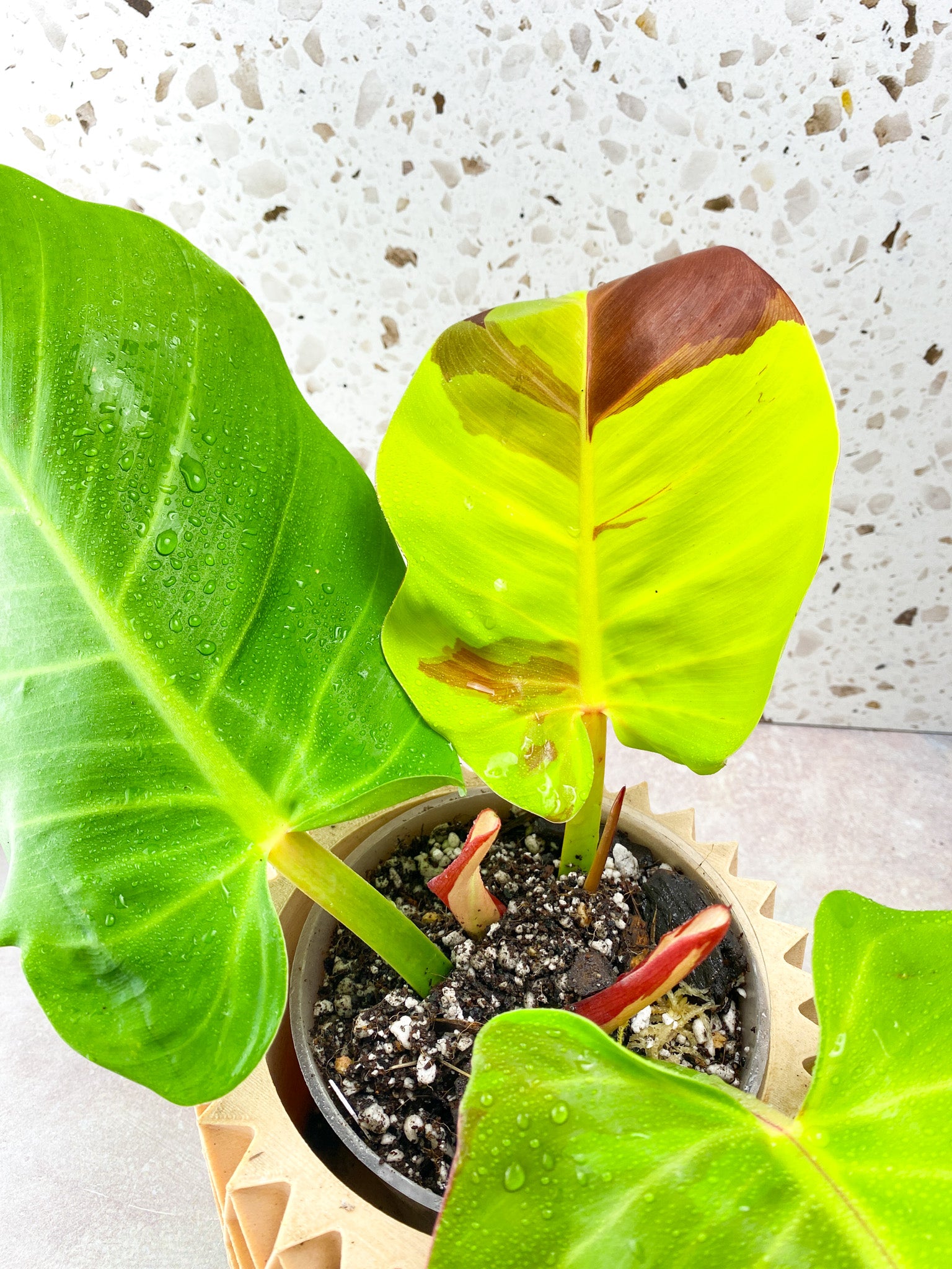Philodendron Red Moon Variegated 3 Leaf 1 Sprout