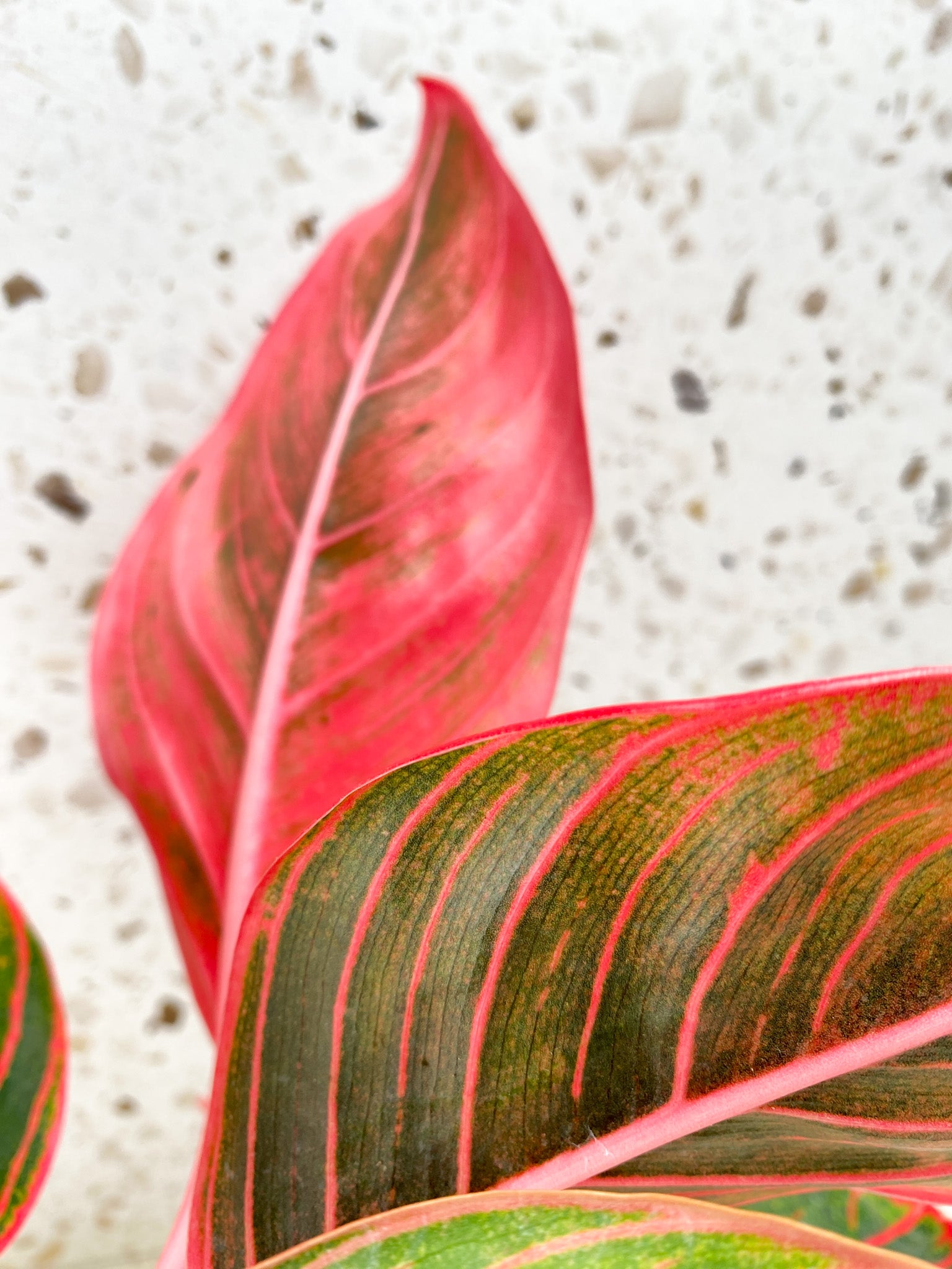 Aglaonema Khanza Sunset multiple leaves (slightly rooted)