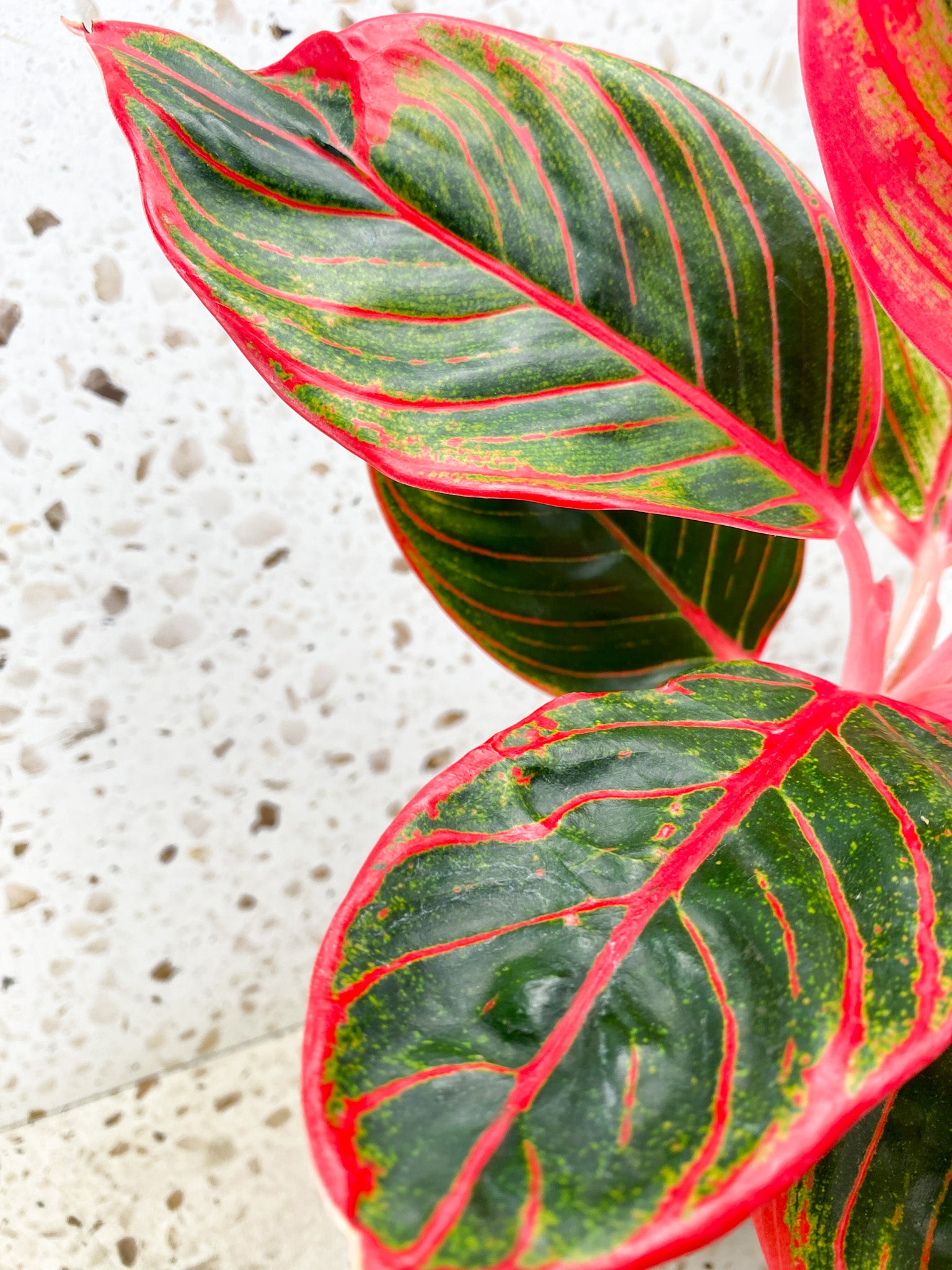 Aglaonema Khanza Sunset multiple leaves (slightly rooted)