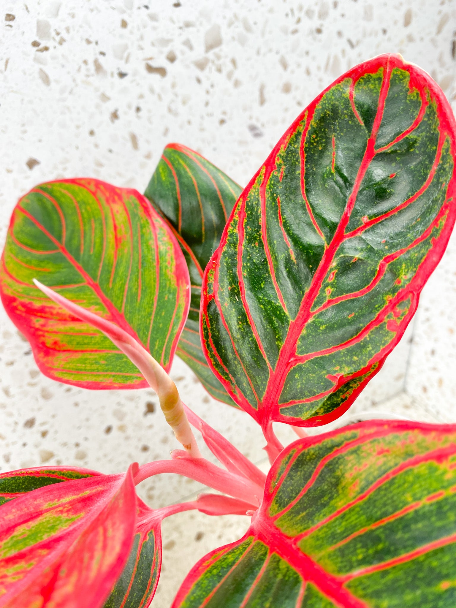 Aglaonema Khanza Sunset multiple leaves (slightly rooted)