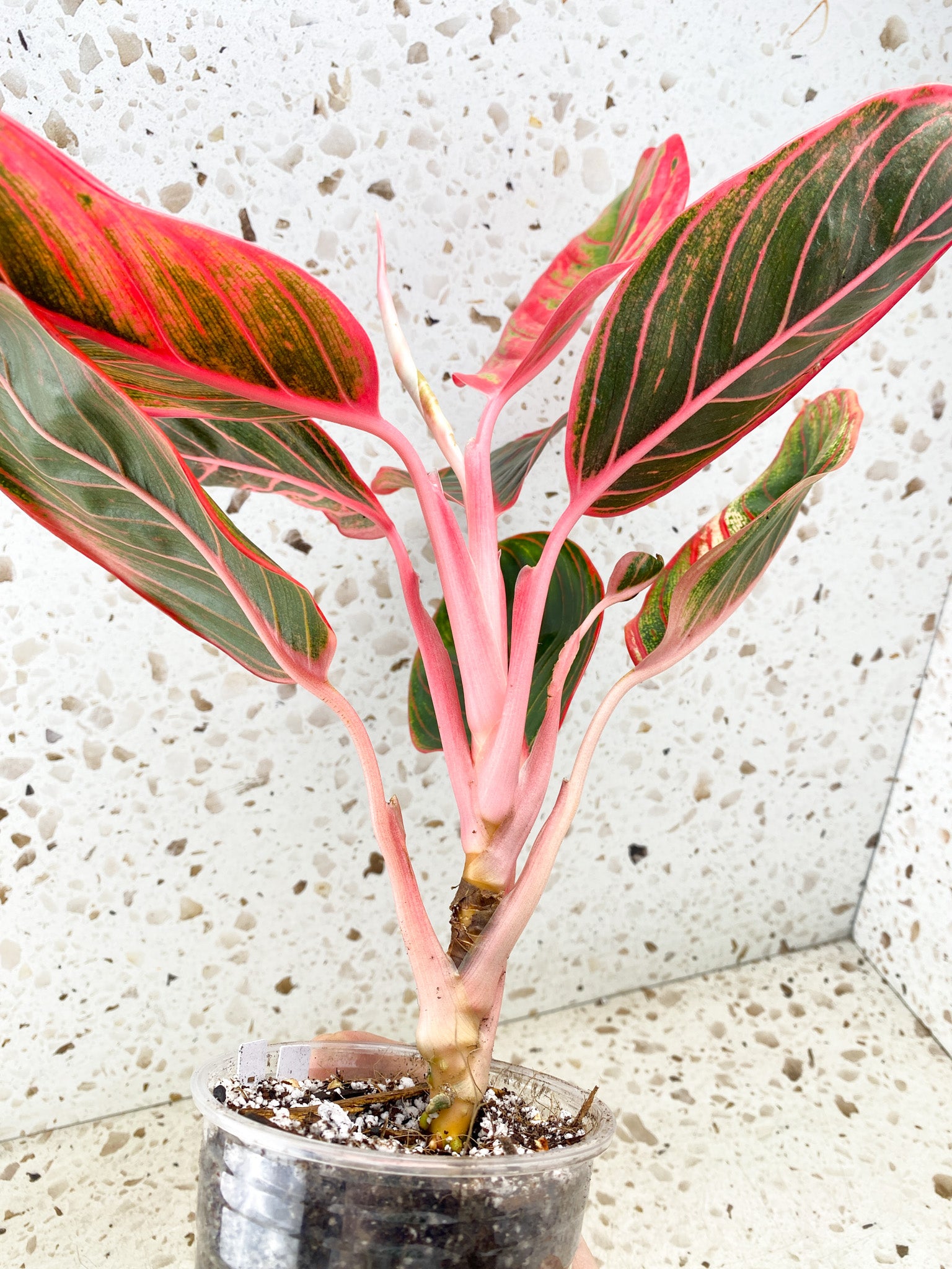 Aglaonema Khanza Sunset multiple leaves (slightly rooted)