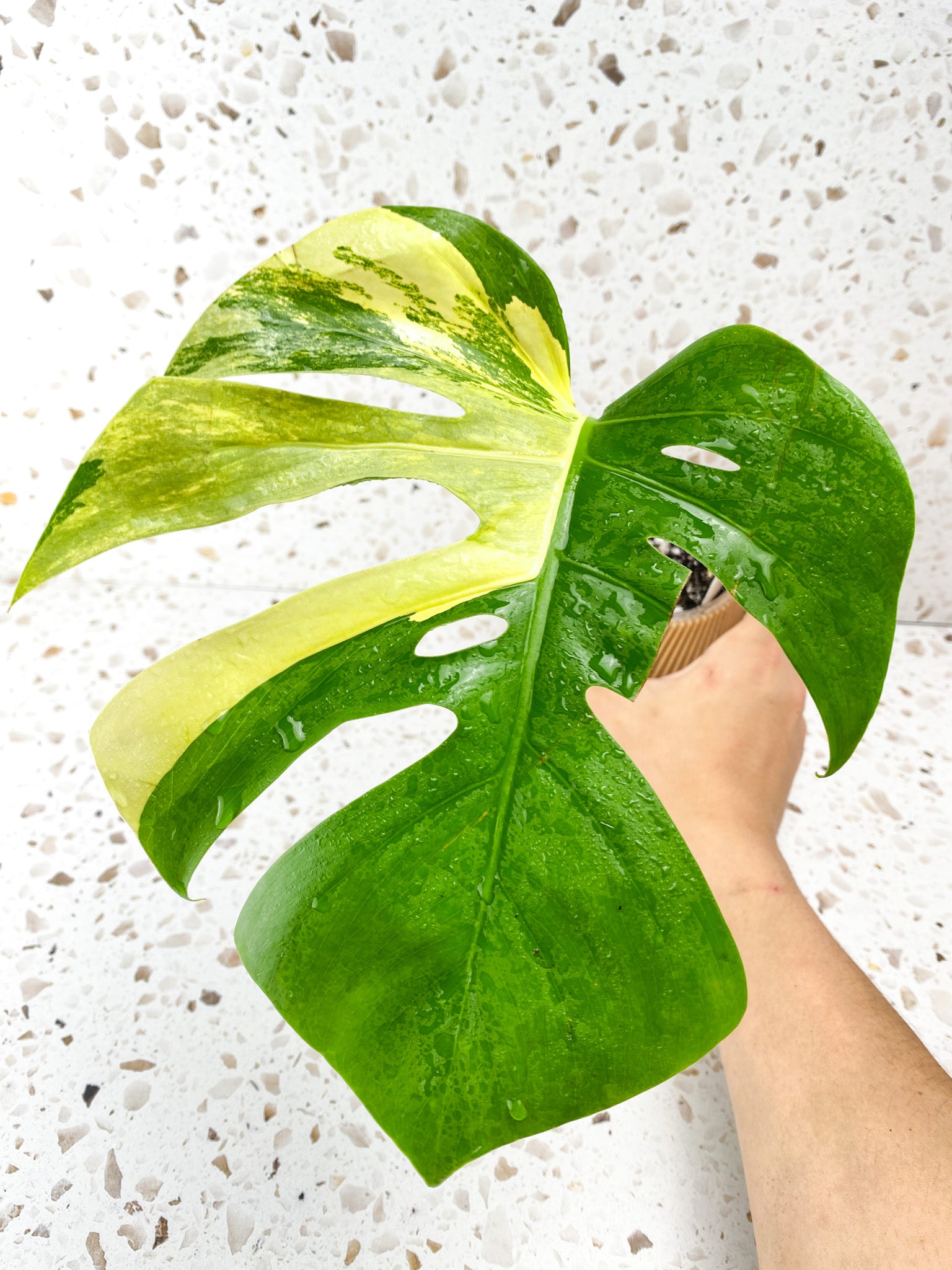 Monstera Aurea Tricolor 1 leaf Slightly Rooted