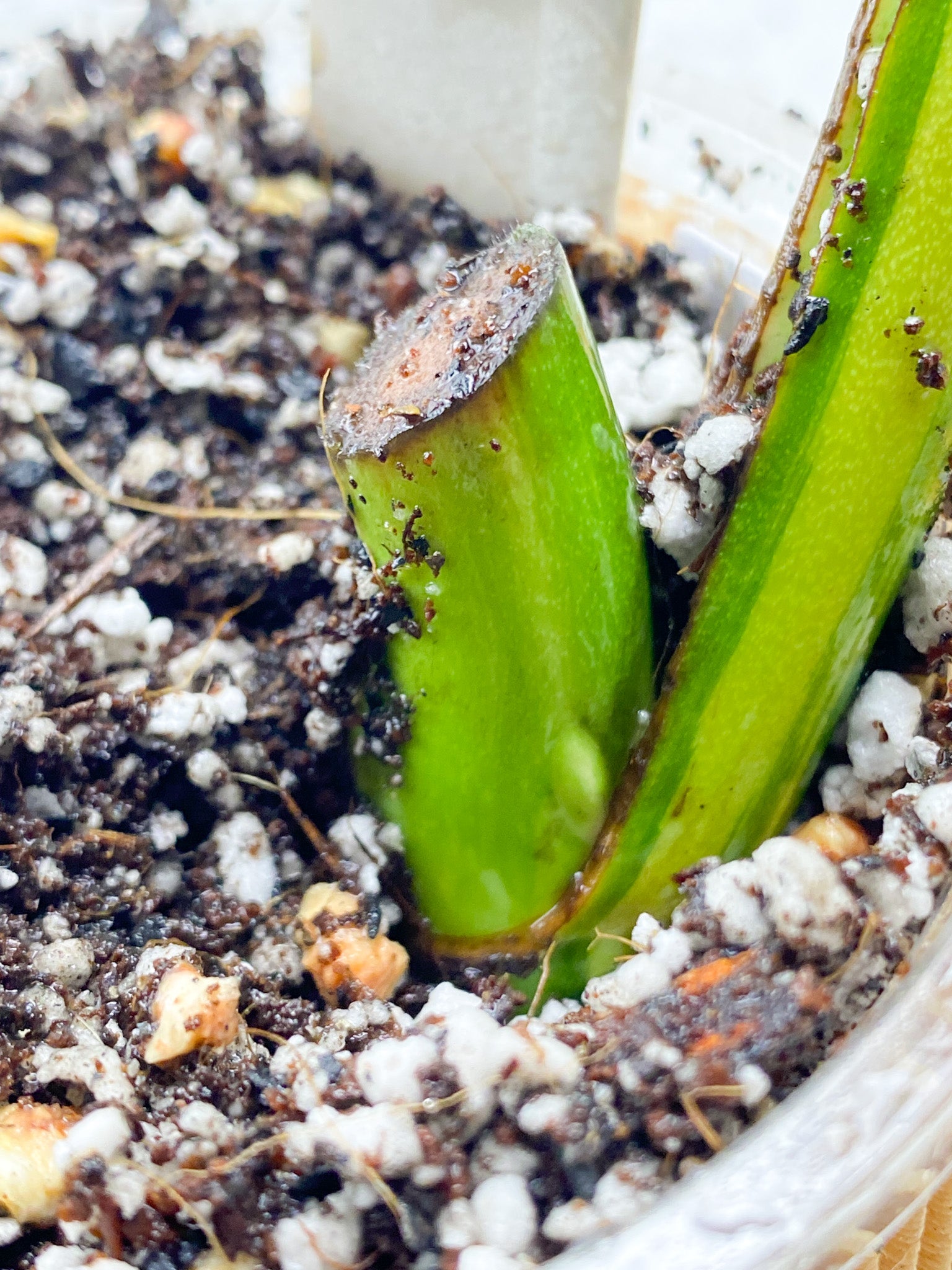 Monstera Aurea Tricolor 1 leaf Slightly Rooted