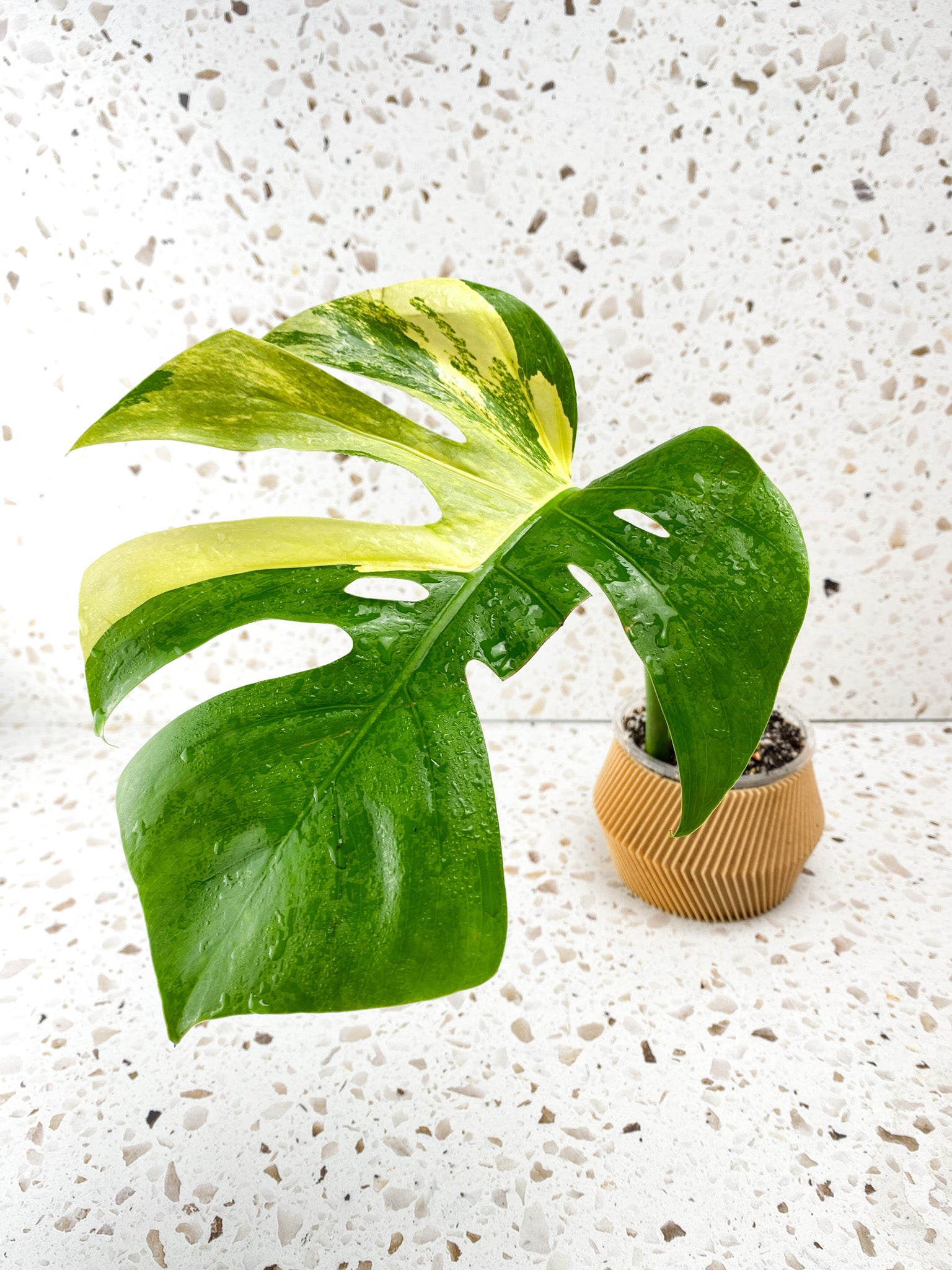 Monstera Aurea Tricolor 1 leaf Slightly Rooted