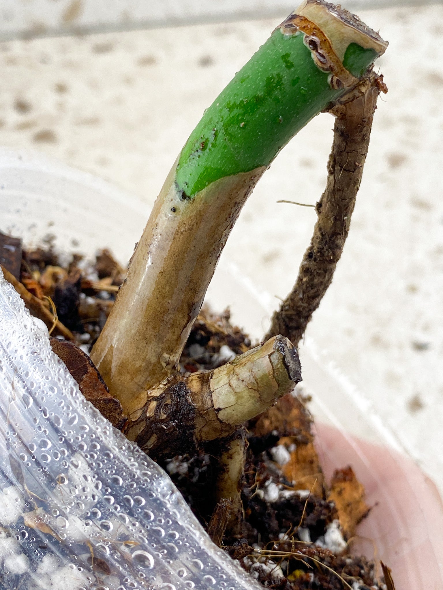 Monstera Aurea Tricolor node (rooting)