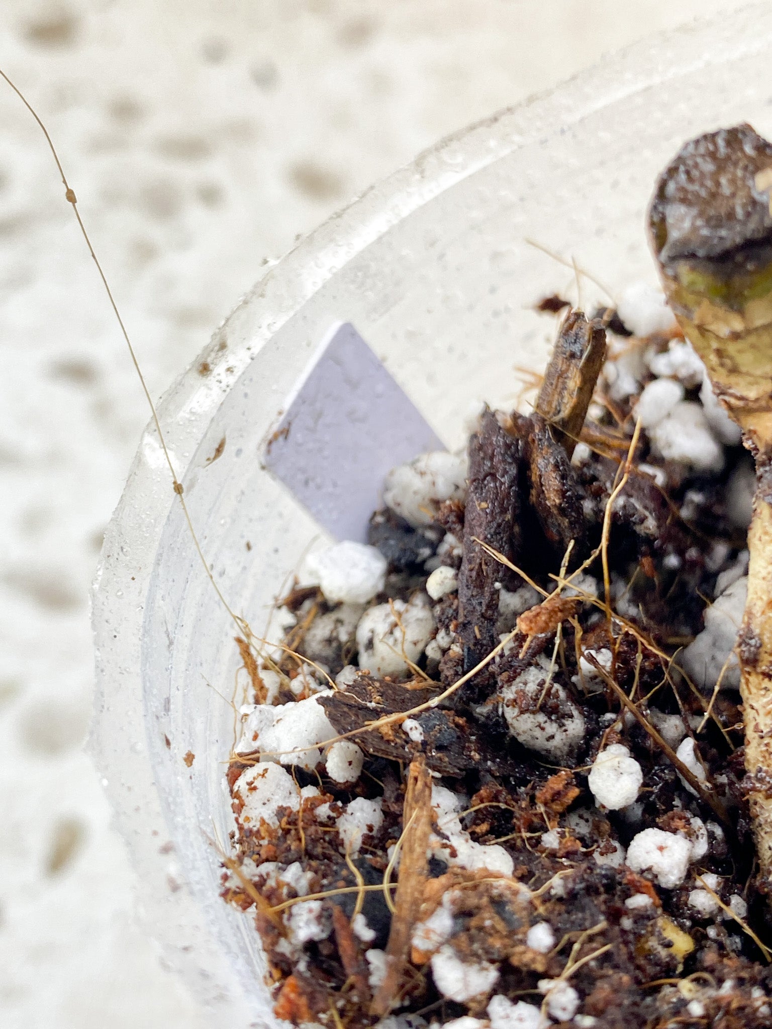 Monstera Aurea Tricolor node (rooting)