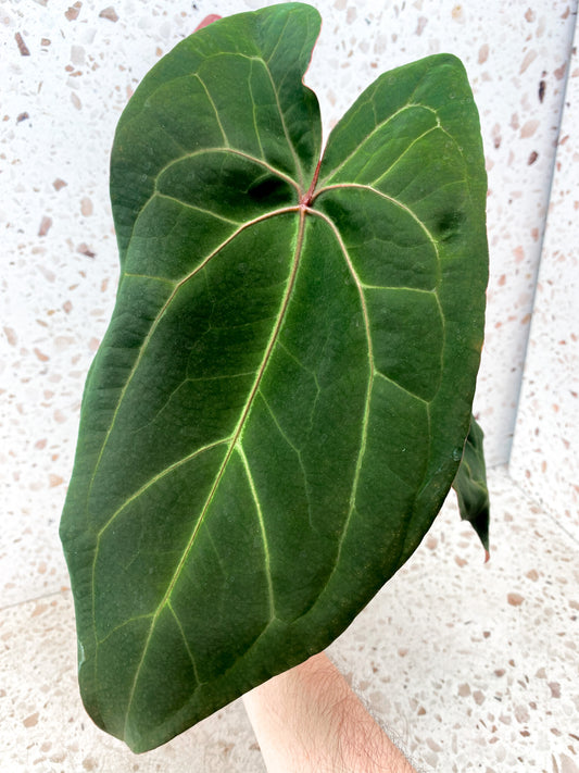 Anthurium Ace of Spades x Forgetii  Red Spider 3 leaf top cutting (rooted)