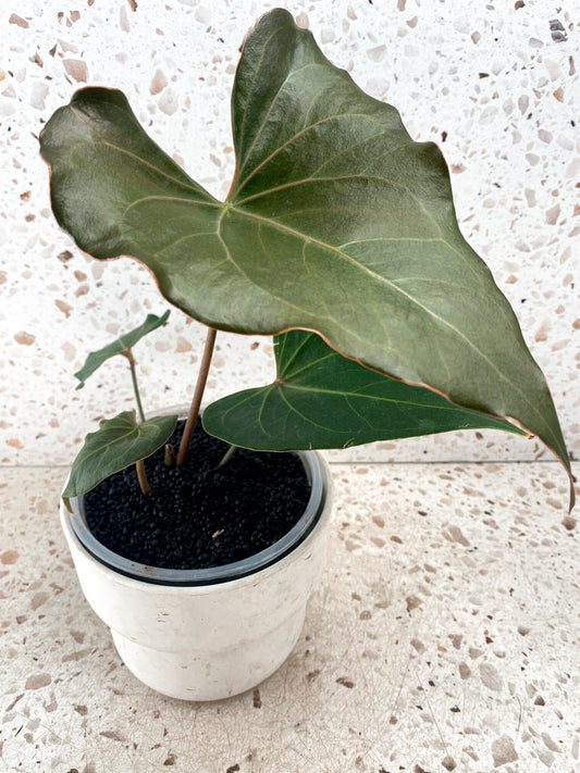 Anthurium Clarinervium x Pedatoradiatum (Type 2) 4 leaf top cutting