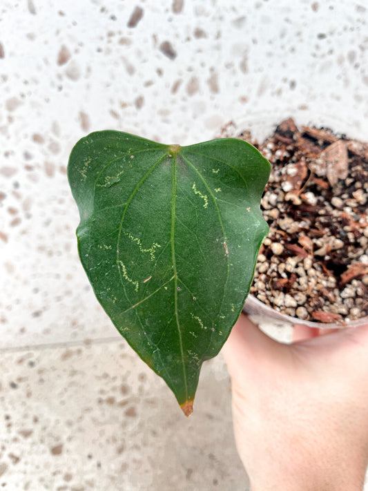 Anthurium Clarinervium x Pedatoradiatum (Type 2) 1 leaf