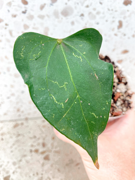 Anthurium Clarinervium x Pedatoradiatum (Type 2) 1 leaf