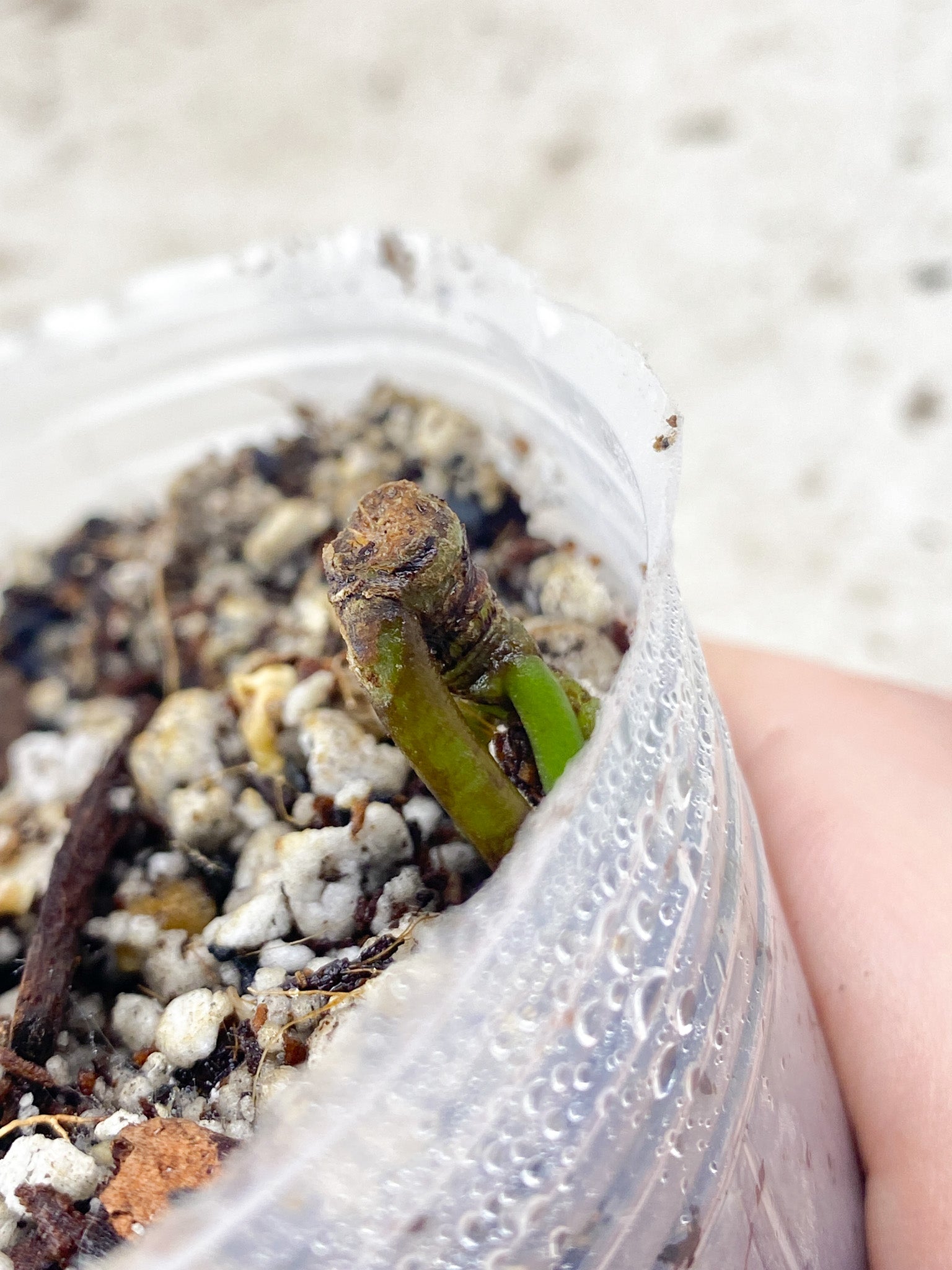 Anthurium Clarinervium x Pedatoradiatum (Type 2) node