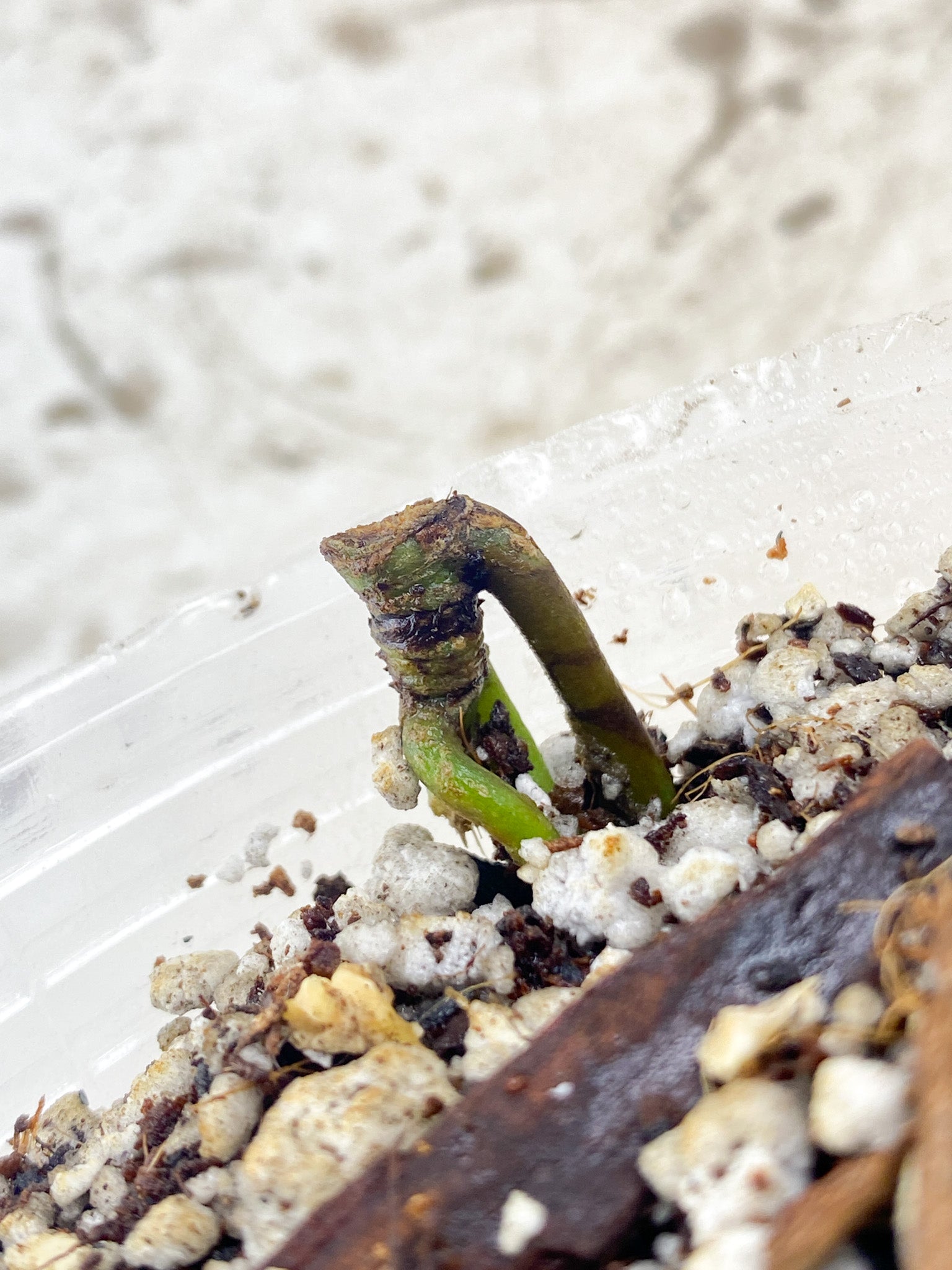 Anthurium Clarinervium x Pedatoradiatum (Type 2) node