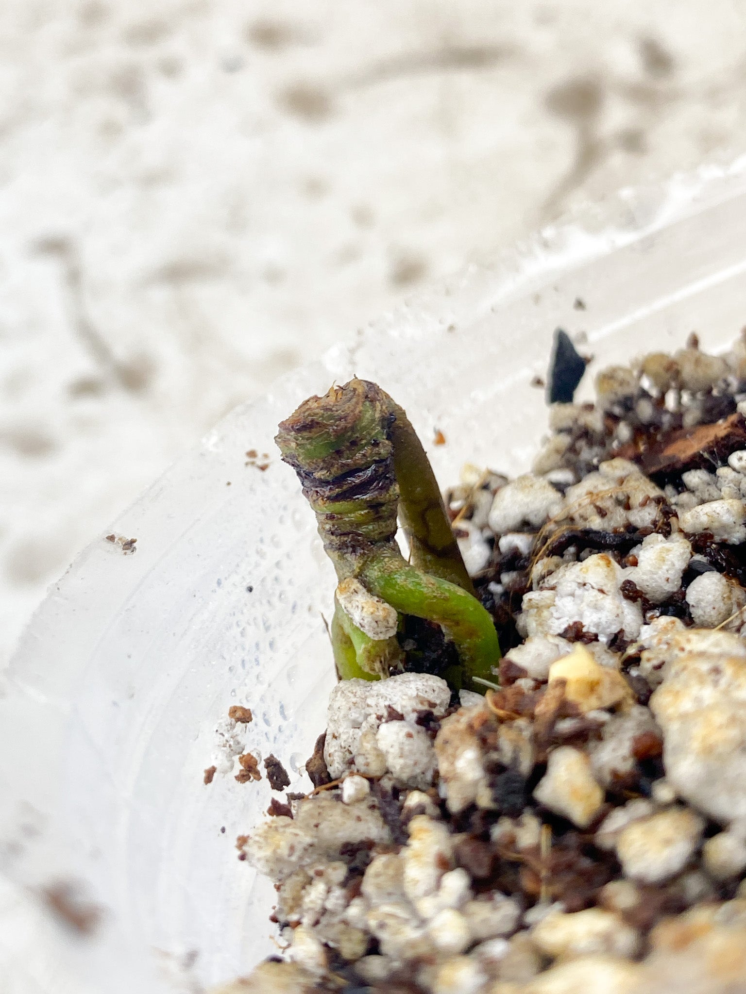 Anthurium Clarinervium x Pedatoradiatum (Type 2) node