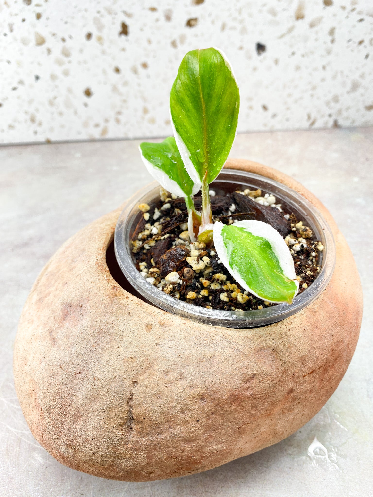 Philodendron White Knight Mutate (outer white variegation) 3 leaves 1 shoot