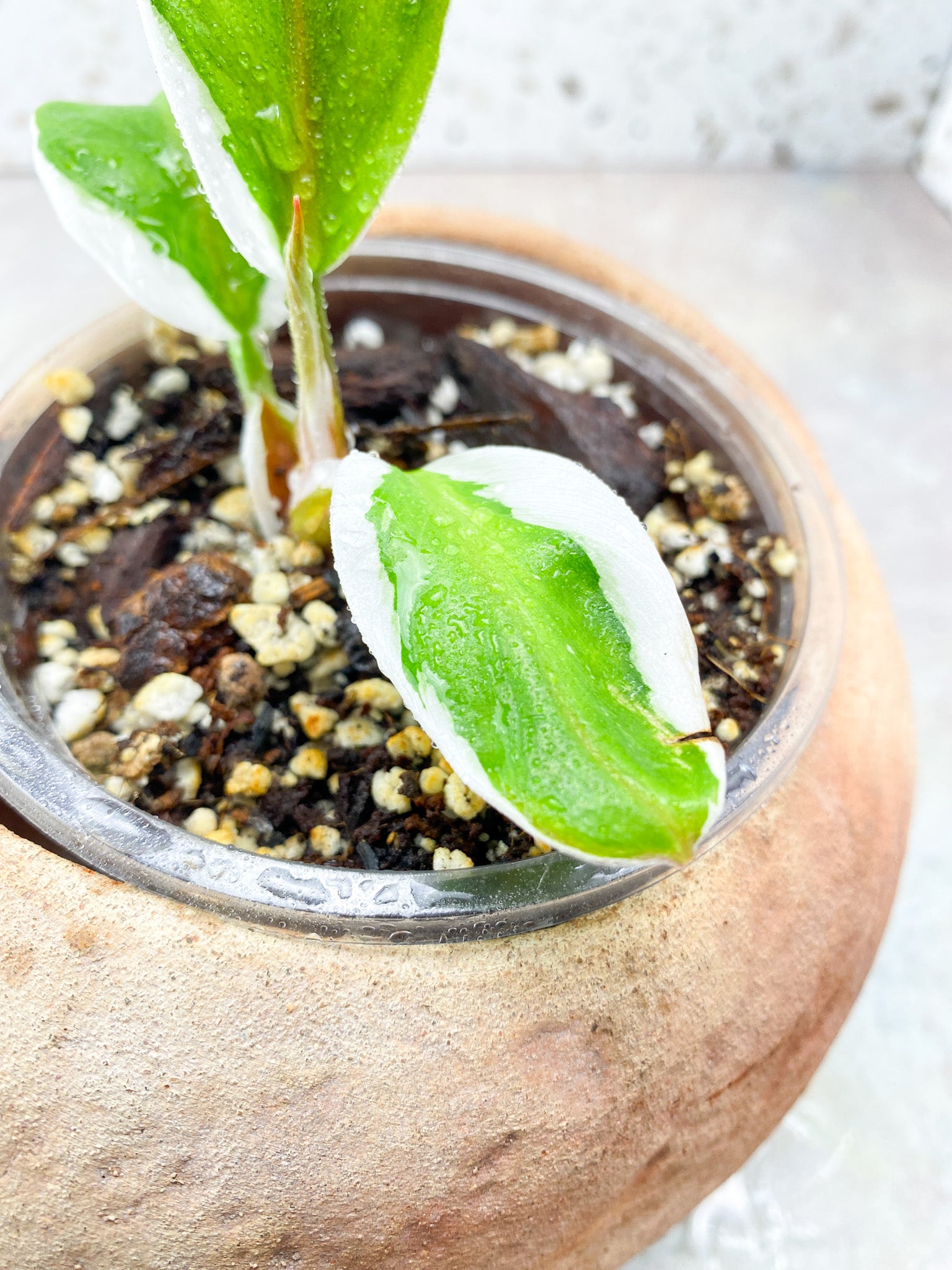 Philodendron White Knight Mutate (outer white variegation) 3 leaves 1 shoot