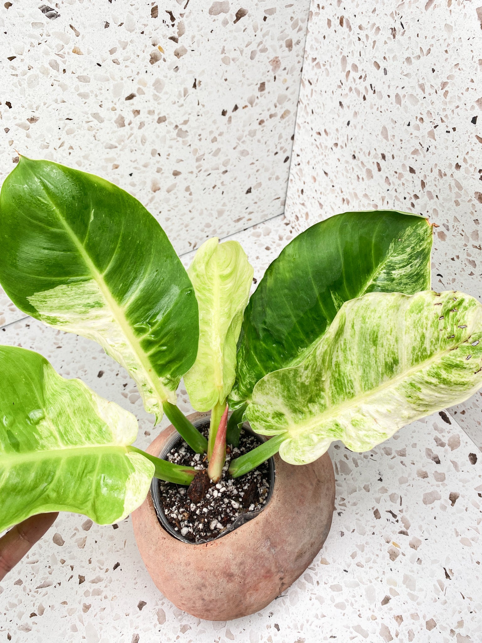 philodendron moonlight