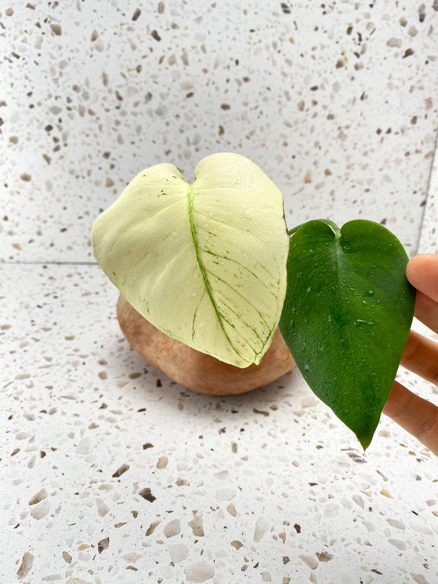 Invoice for @carley_allen13: C5 (Monstera White Monster)