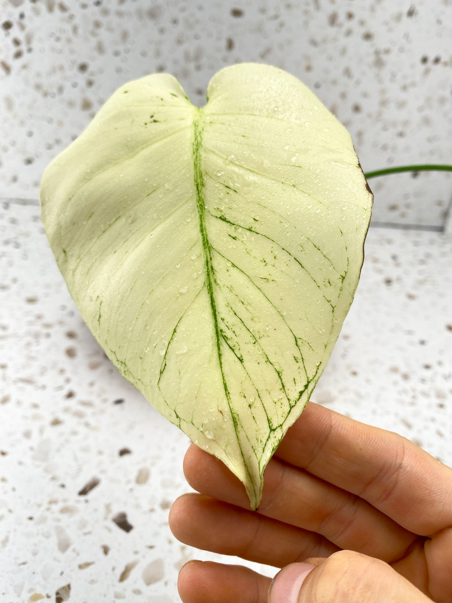 Invoice for @carley_allen13: C5 (Monstera White Monster)
